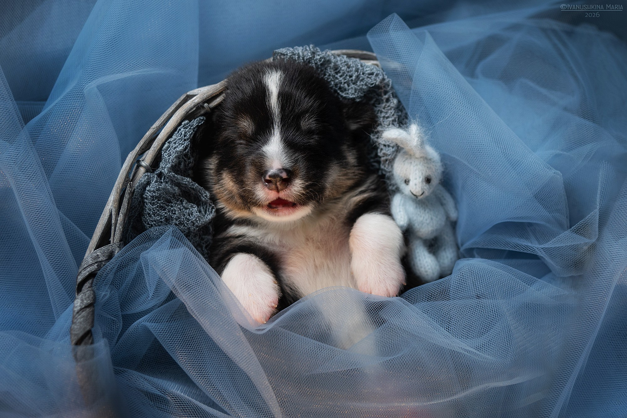 Ньюборн фотосессия щенков. Фотограф собак в Москве и Московской области Иванушкина Мария
