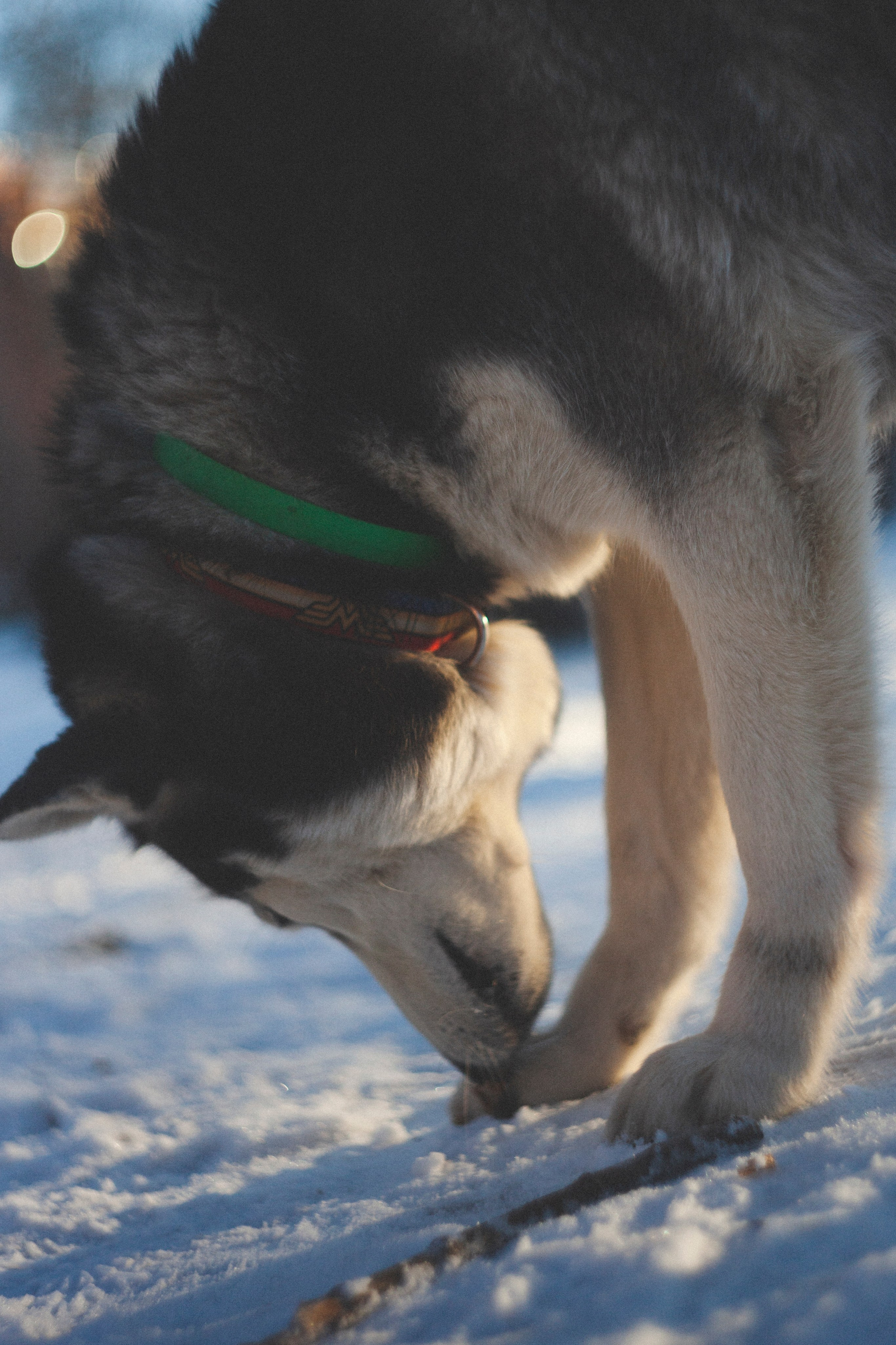 В Алексеевском саду. Фотограф Адигамова Юлия в Петербурге