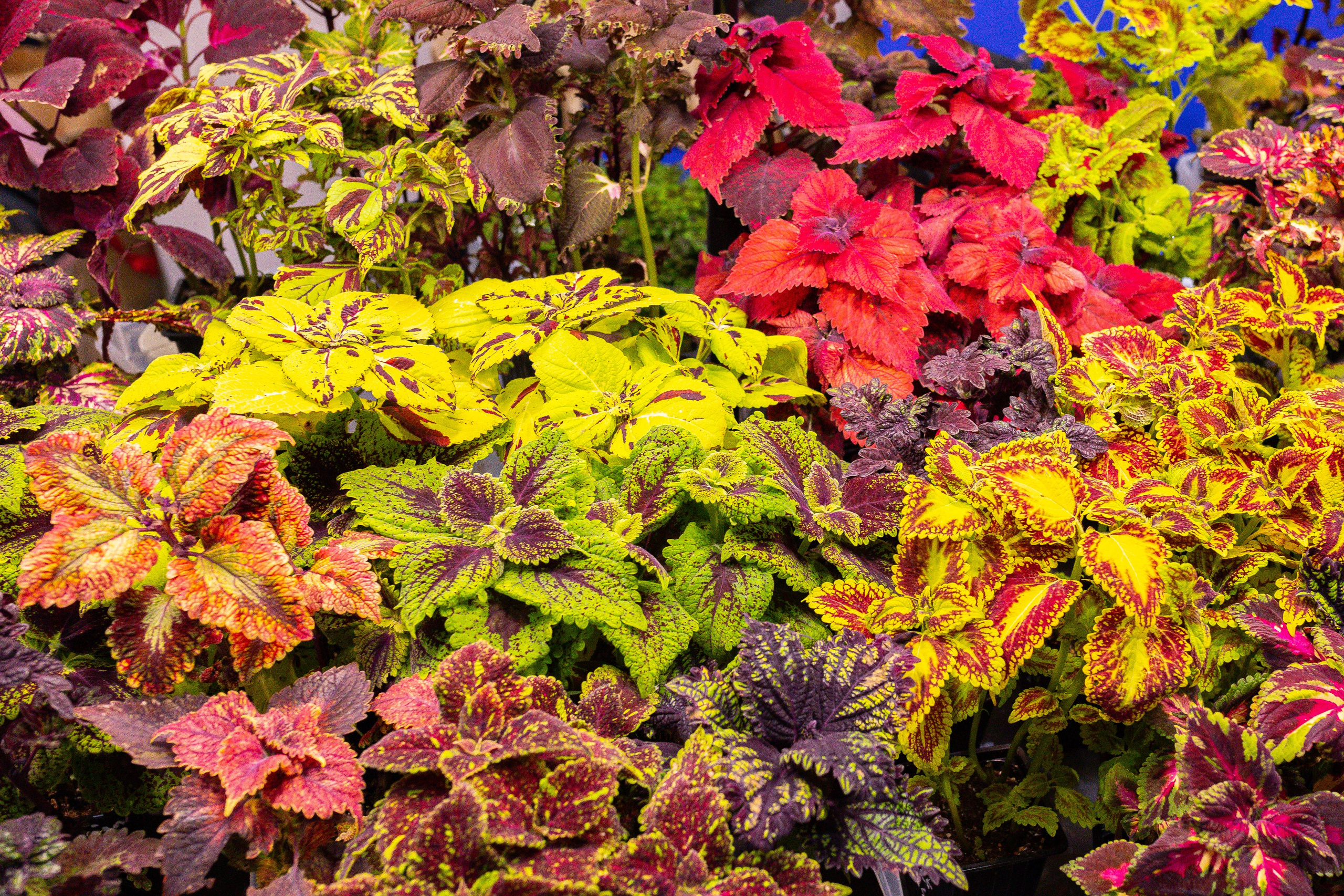 Монстериум 11–12 октября. Александра Куликова фотограф, Москва