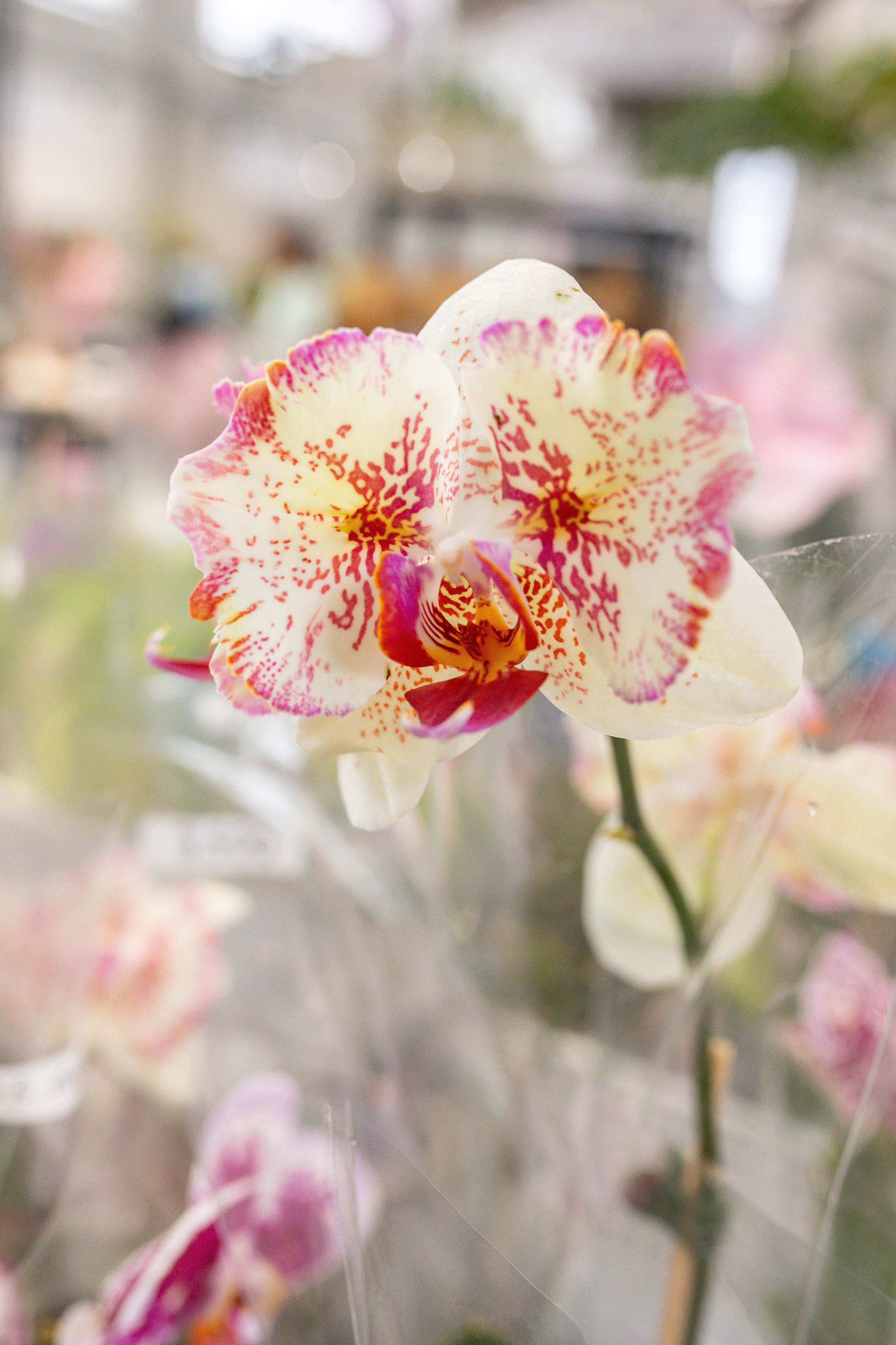 Green rare июнь 2025. Александра Куликова фотограф, Москва