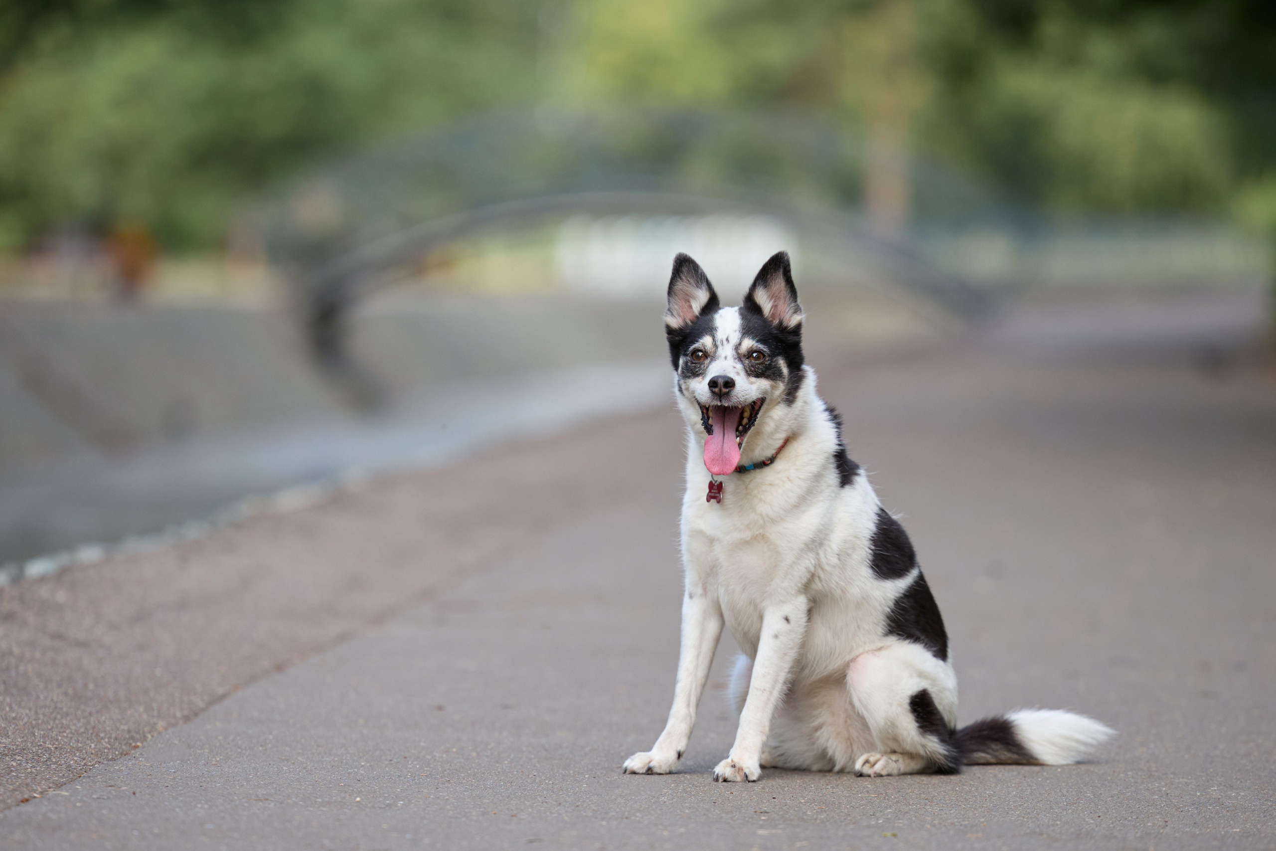 Диана и Рея. Фотограф анималист в Казани Алина Сулейманова. Фотограф животных