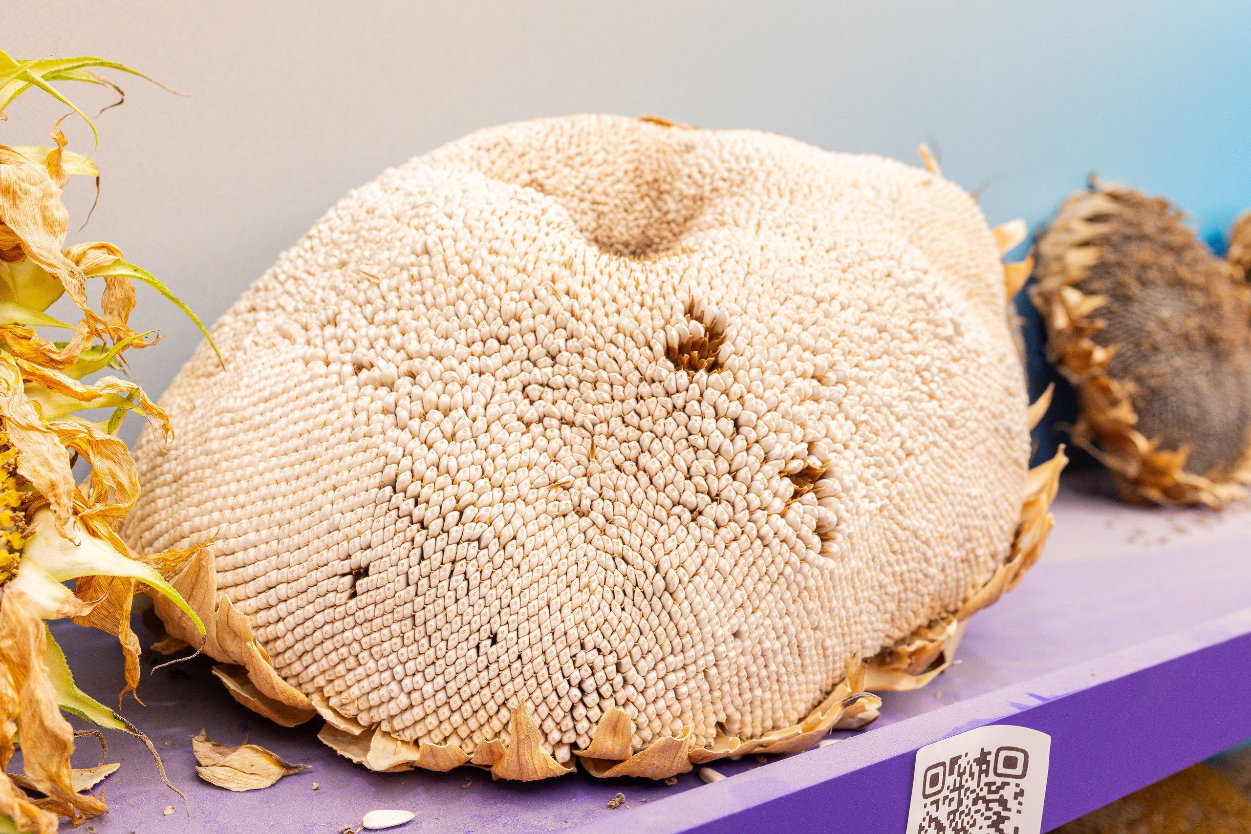 Овощи-гиганты. Александра Куликова фотограф, Москва