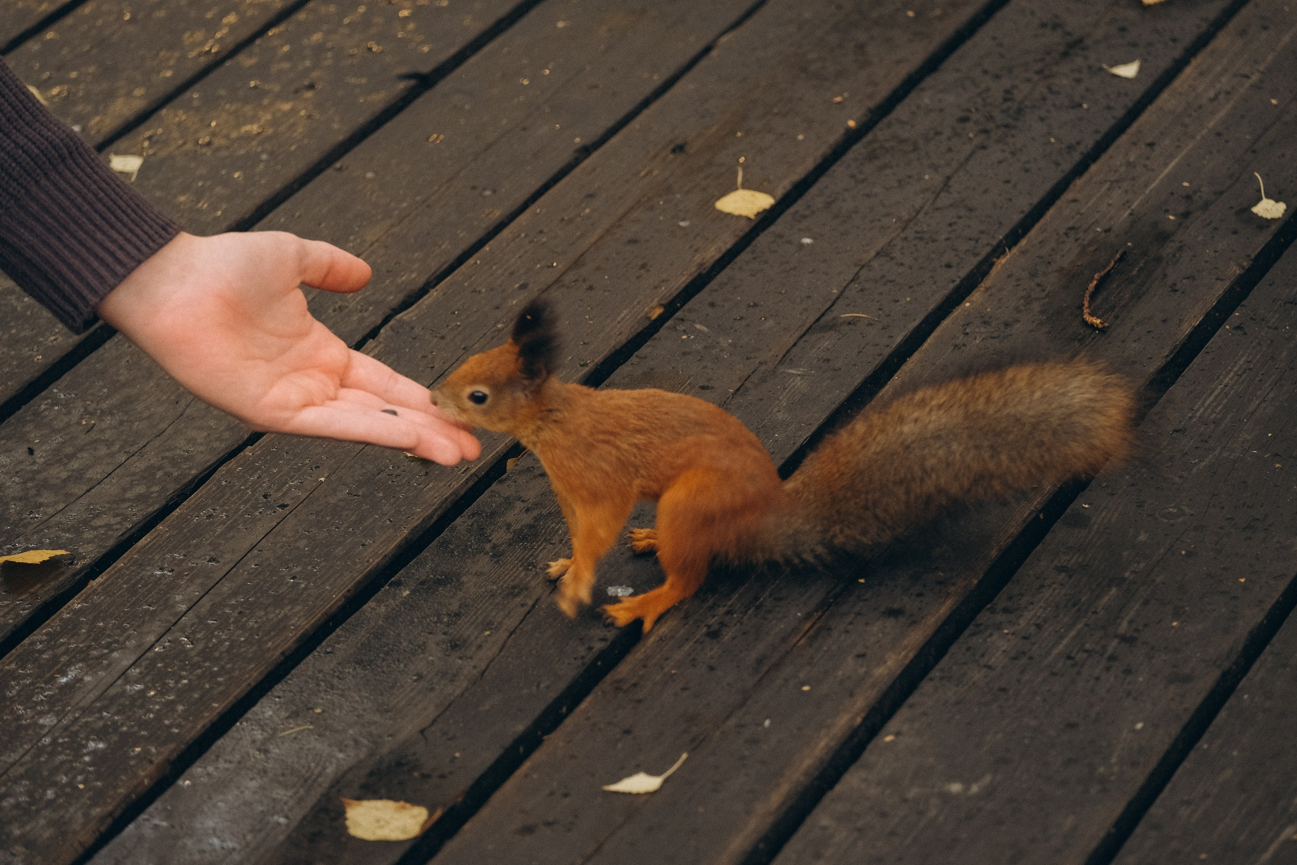 День рождения малышки. Профессиональный фотограф, Санкт-Петербург — Виктория Богомолова