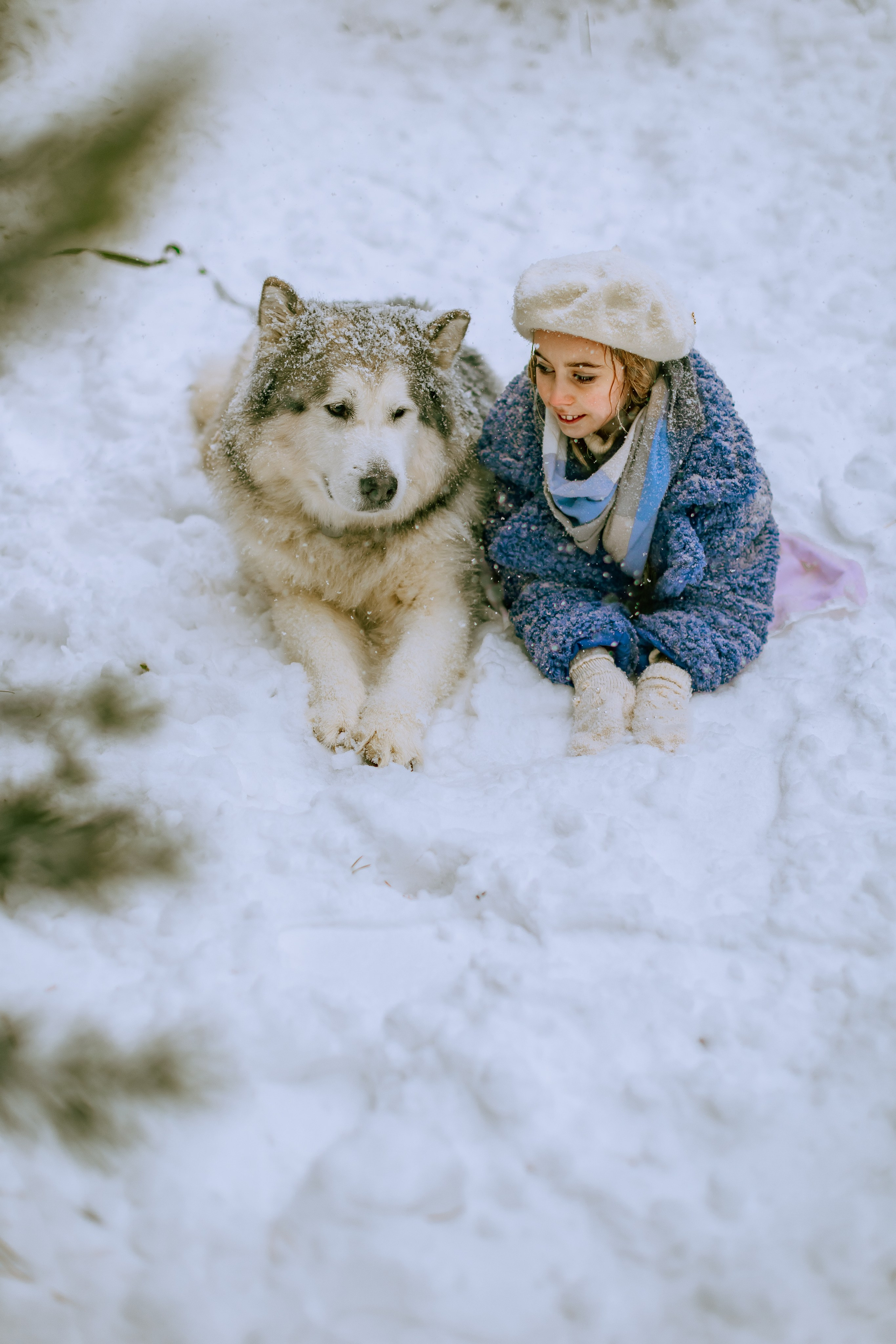 София и аляскинский маламут. Фото и видео Москва, Московский. Свадебный фотограф, видеограф, фотосессии, видеосъемка