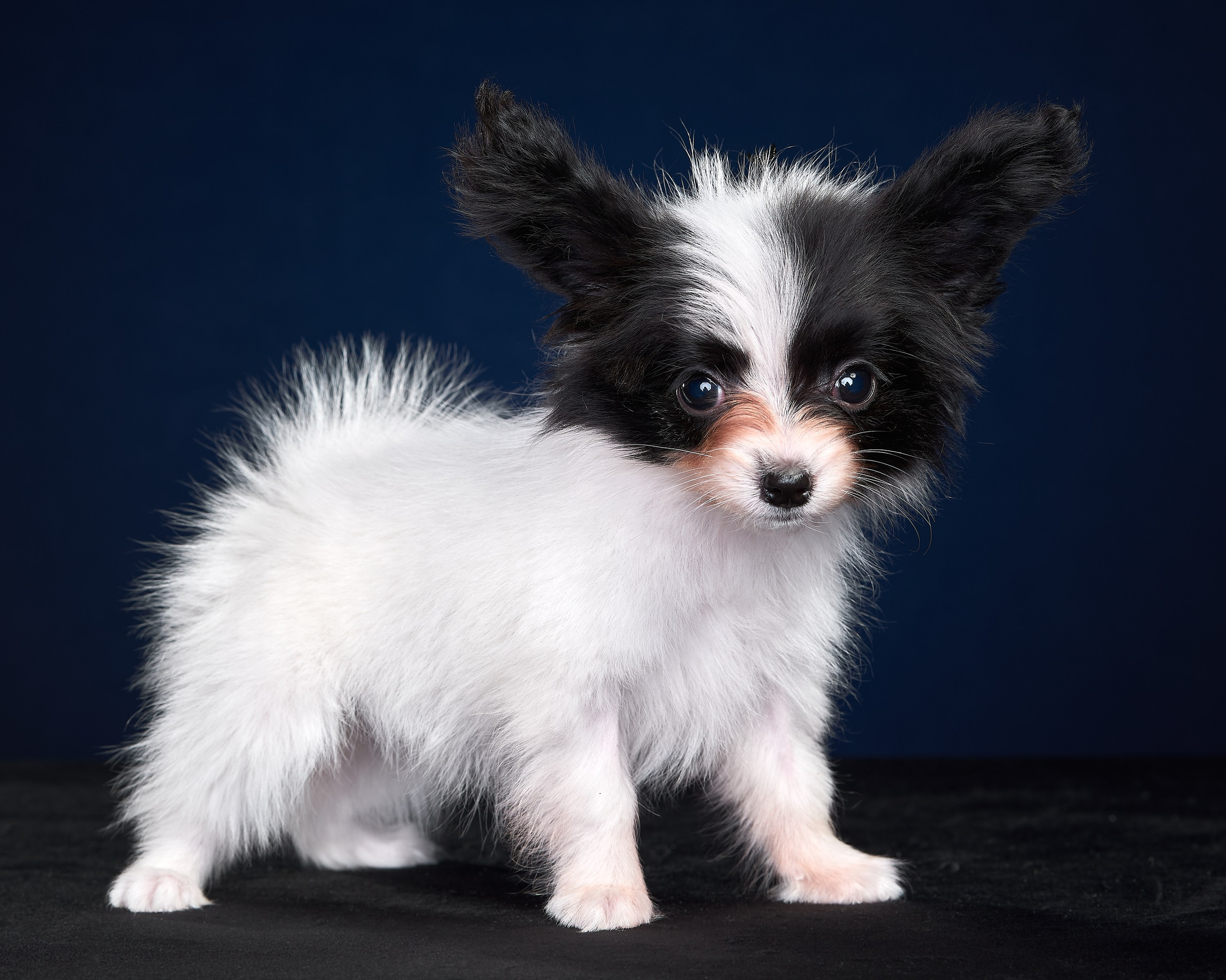 Фотосъемка животных