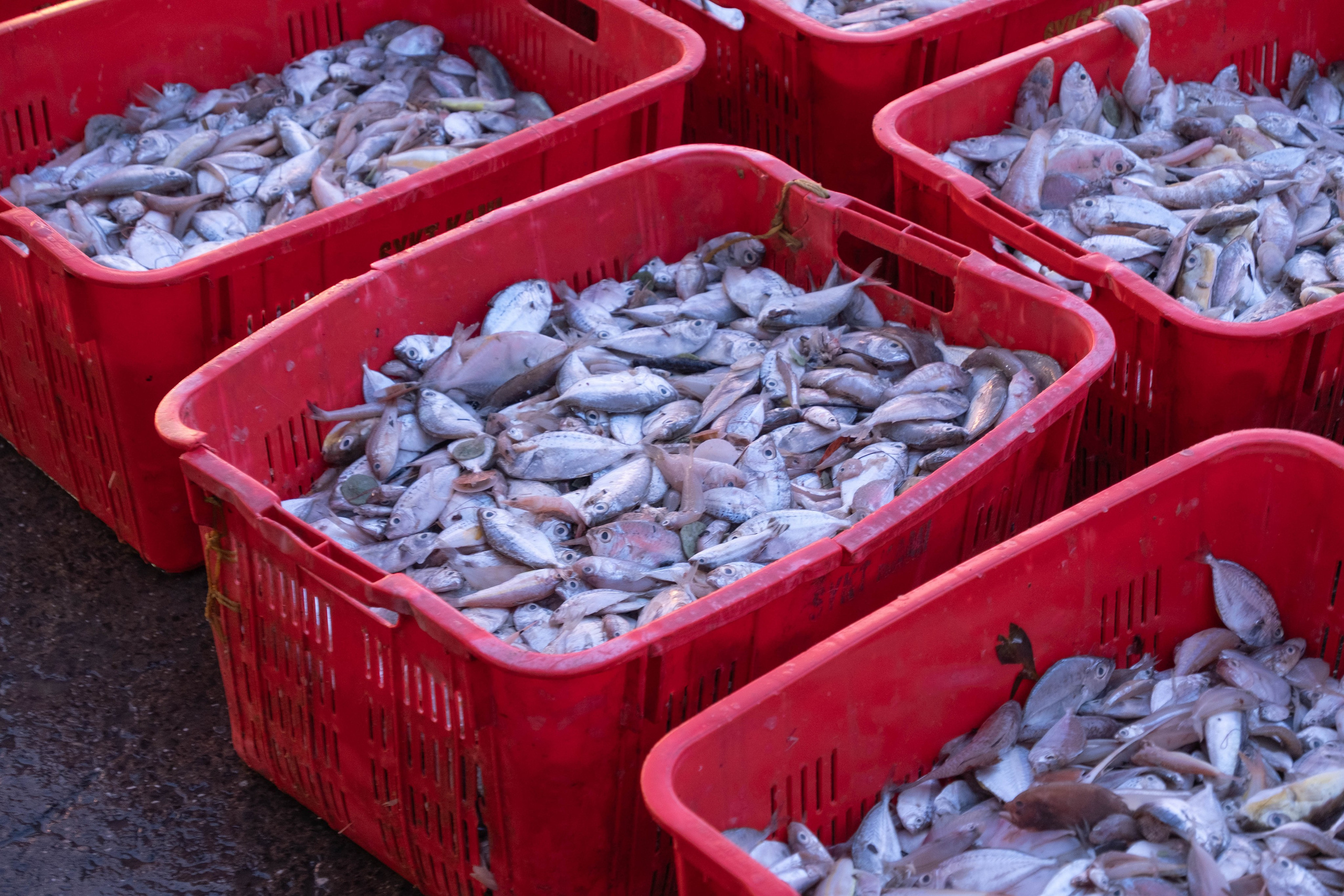 О. Борнео, г. Сандакан. Порт и рынок. Фотографии из путешествий
