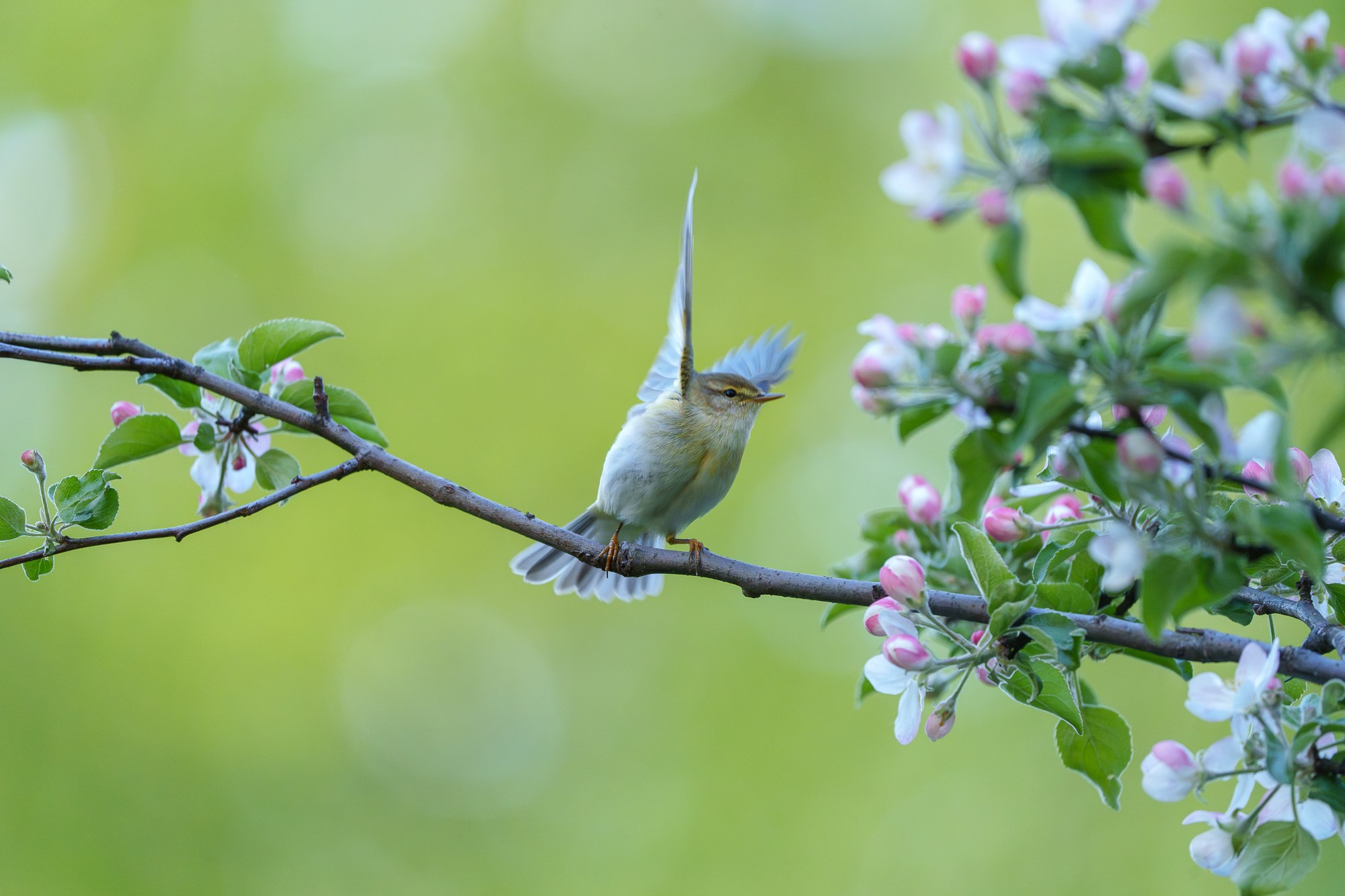 Удивительные мир птиц. Вокруг нас столько прекрасного — присмотритесь!. Ваш личный фотограф Марина Волкова