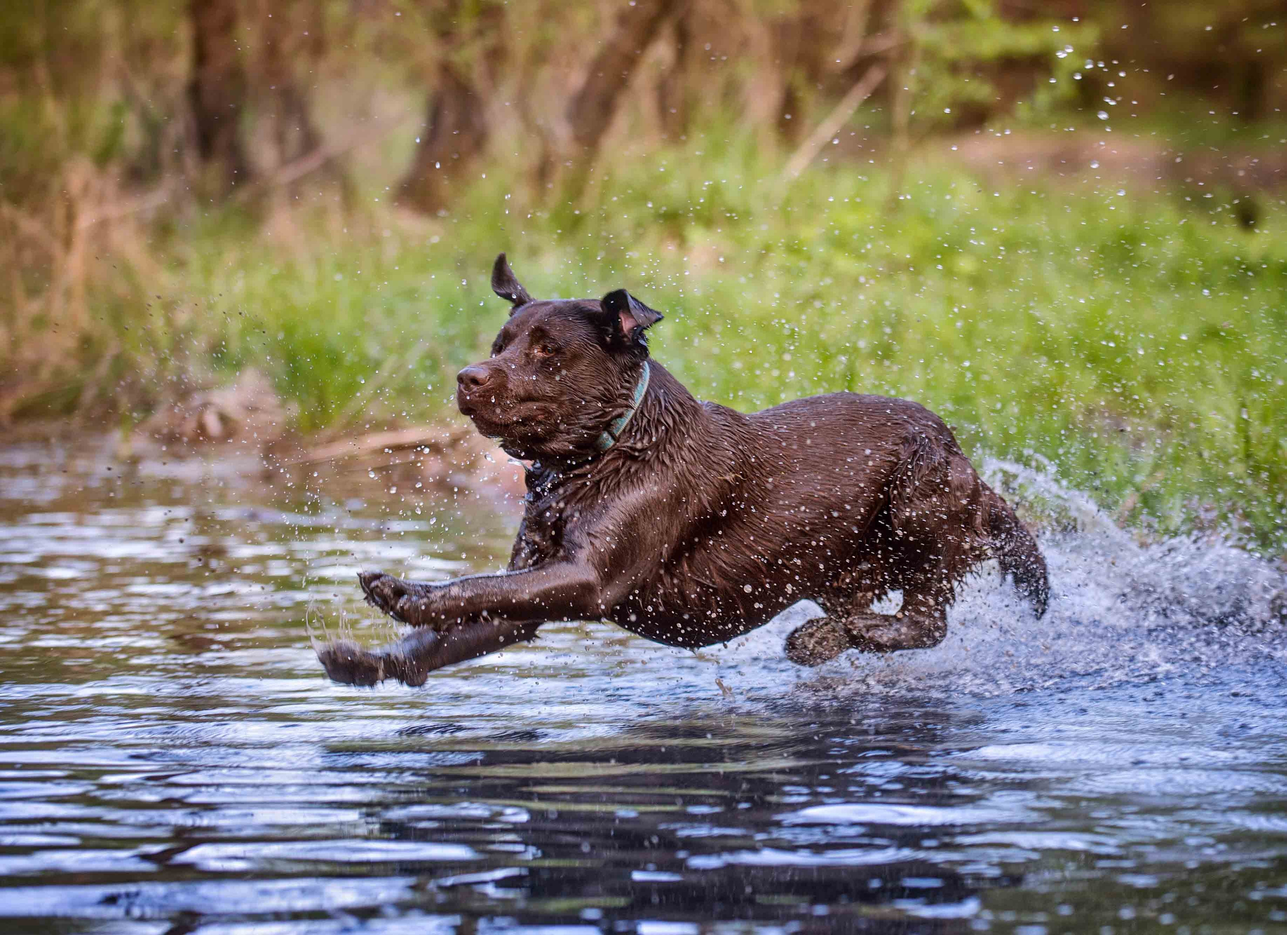 Собаки. Портретная и свадебная фотосъемка. Москва и область