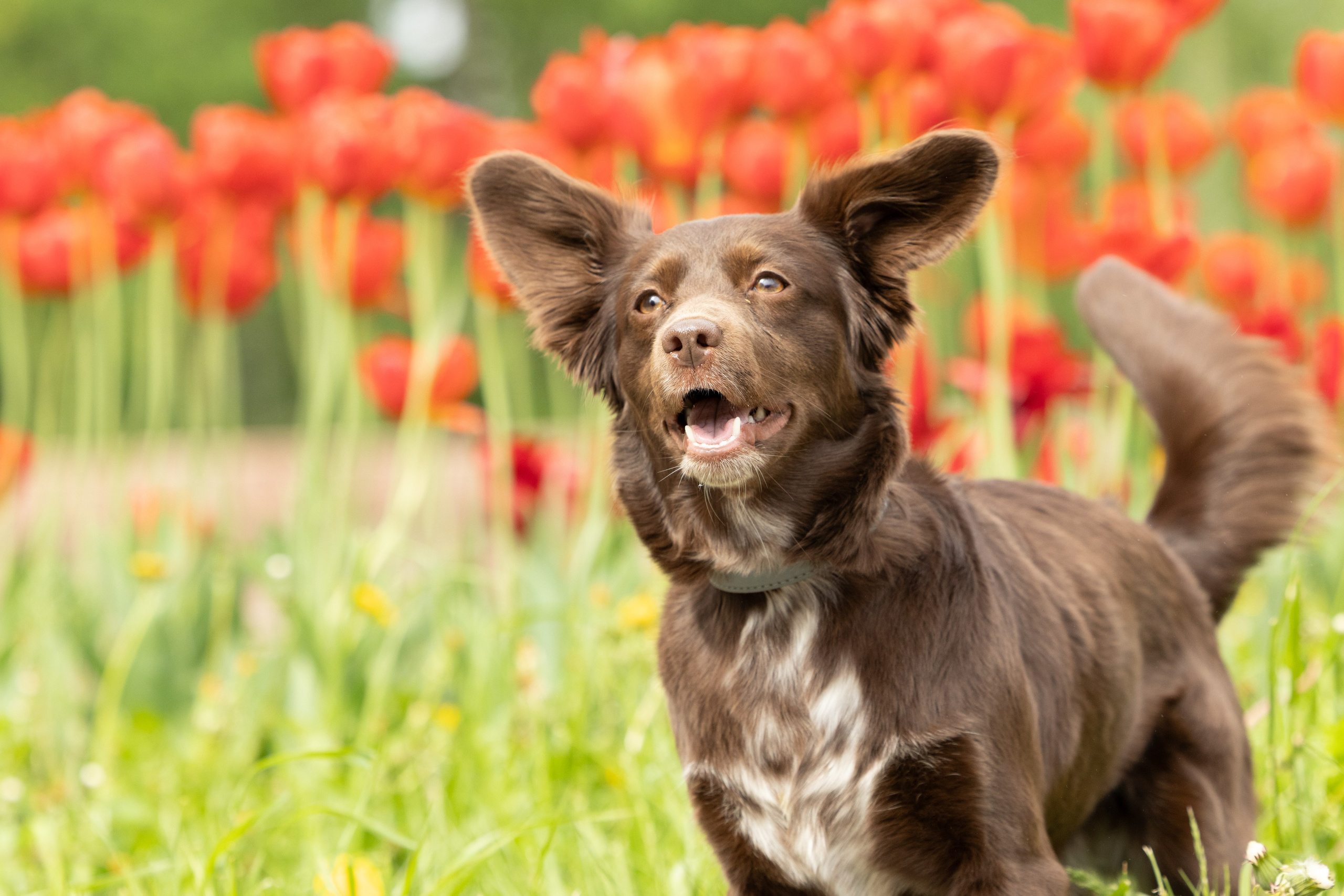 Ваши фотографии. Фотограф анималист Осипчикова Мария