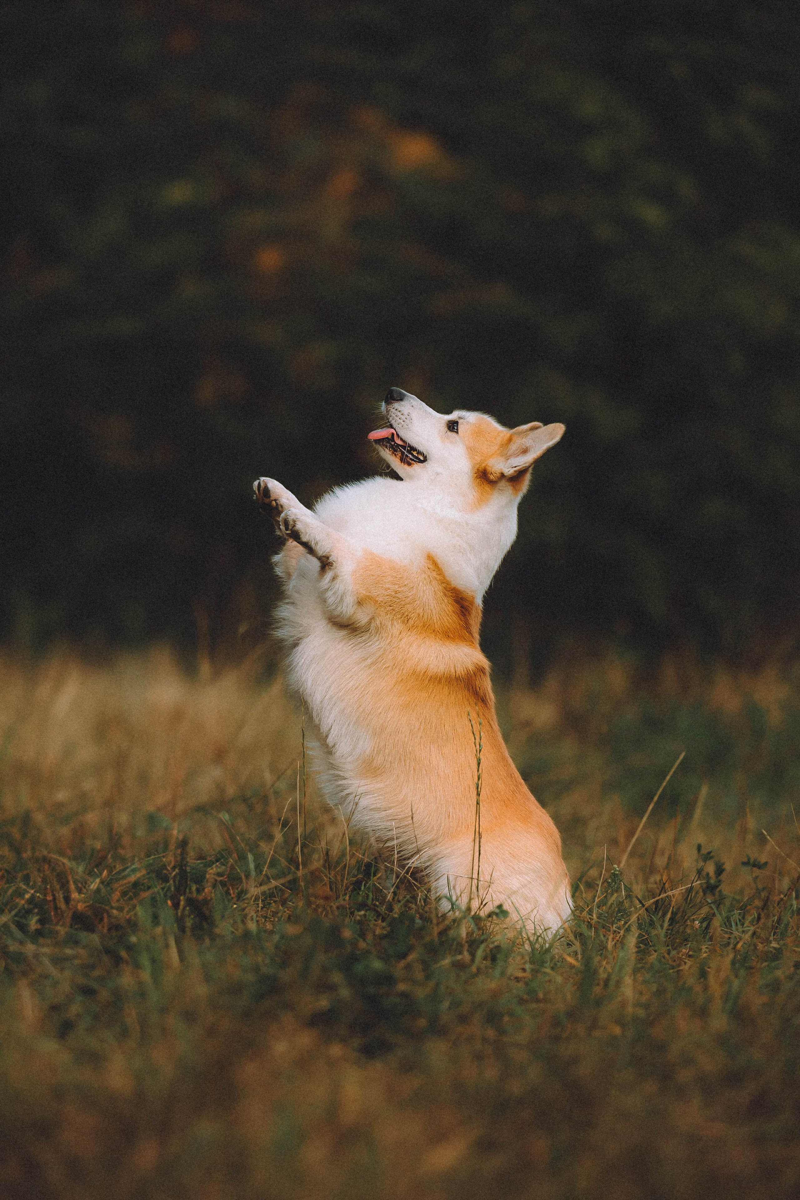 Арчи и его семья