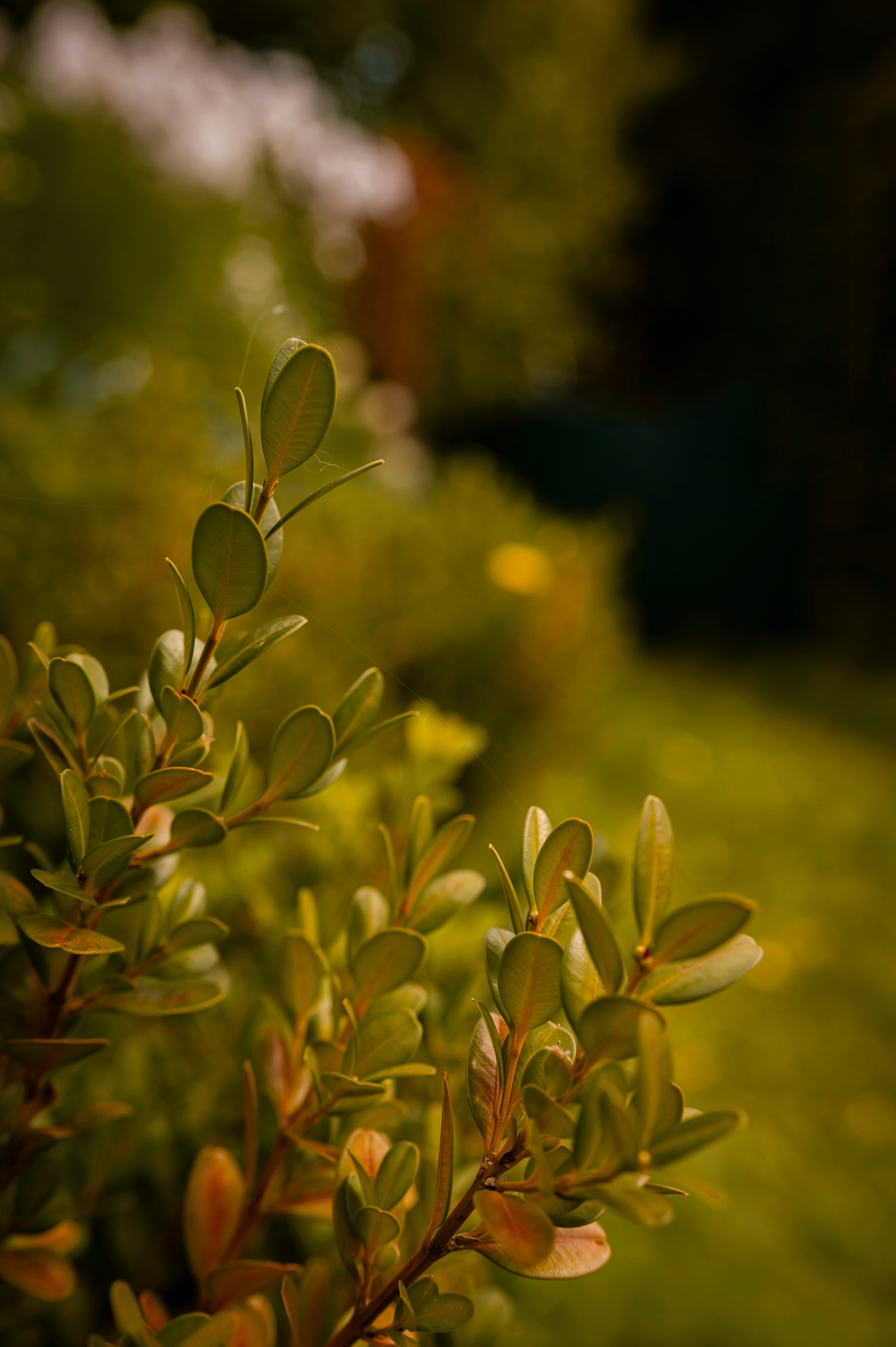 Осень во всей красе. Анна Боровикова, фотограф Пушкино