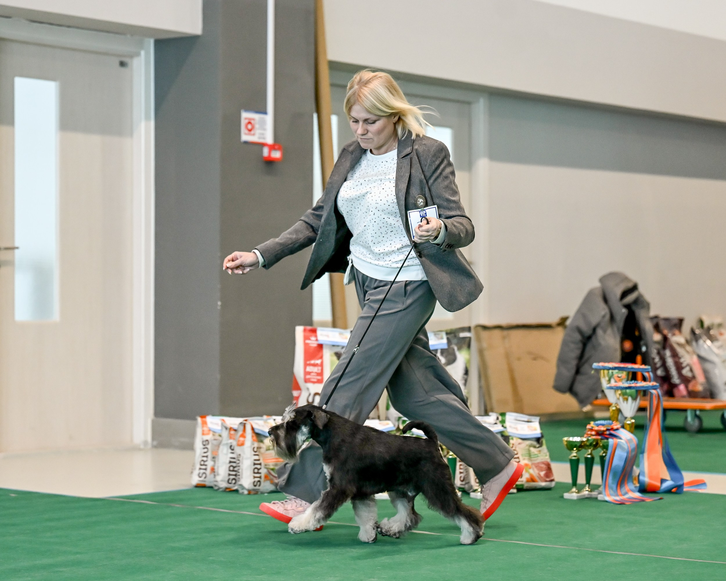 Цафир/ Delinso Balance Сzafir Lumier. Питомник цвергшнауцеров в Беларуси «Делинсо Бэлэнс»