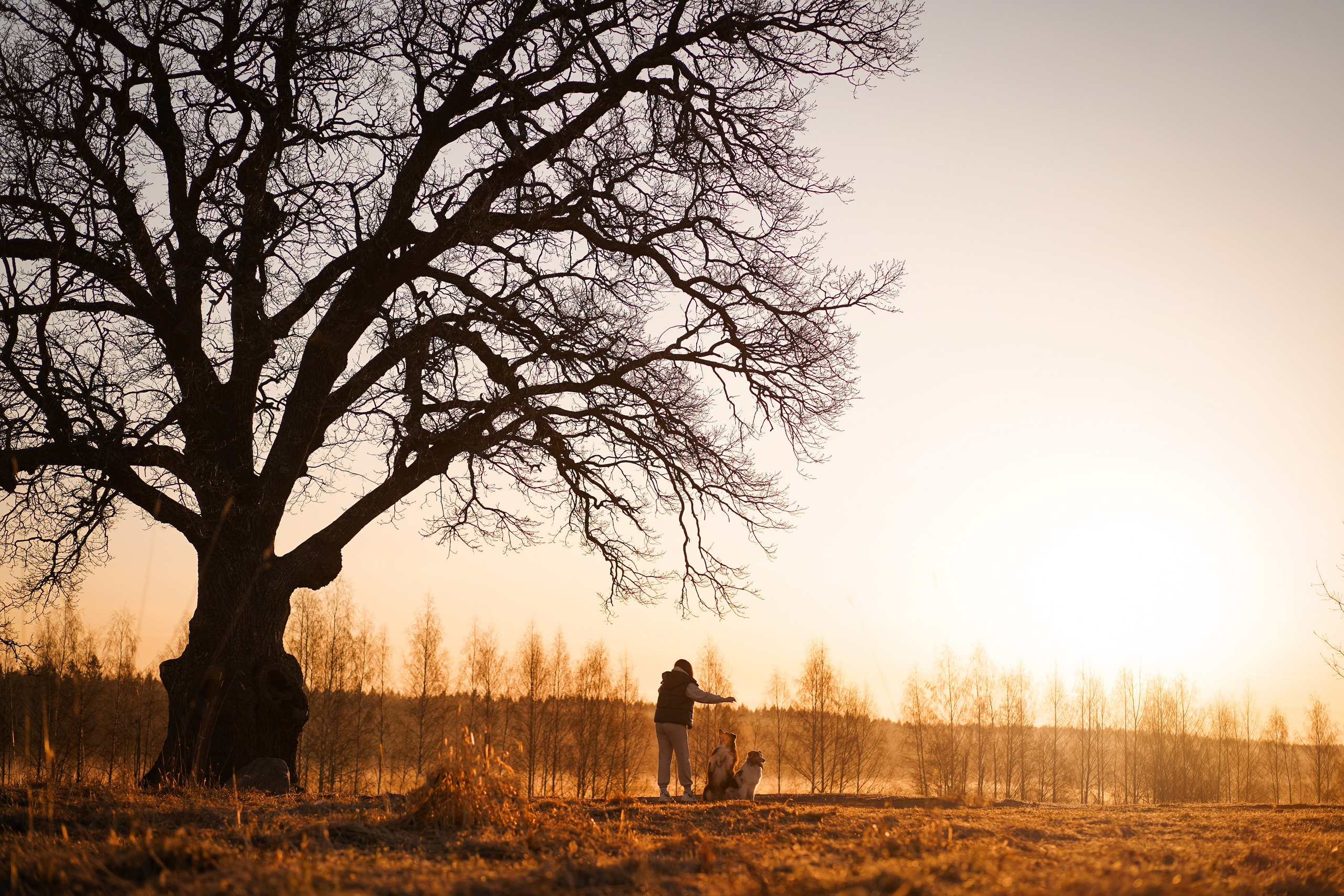 Кристина Рокки и Валькирия. Фотограф-анималист в Санкт-Петербурге Яна Мартынова
