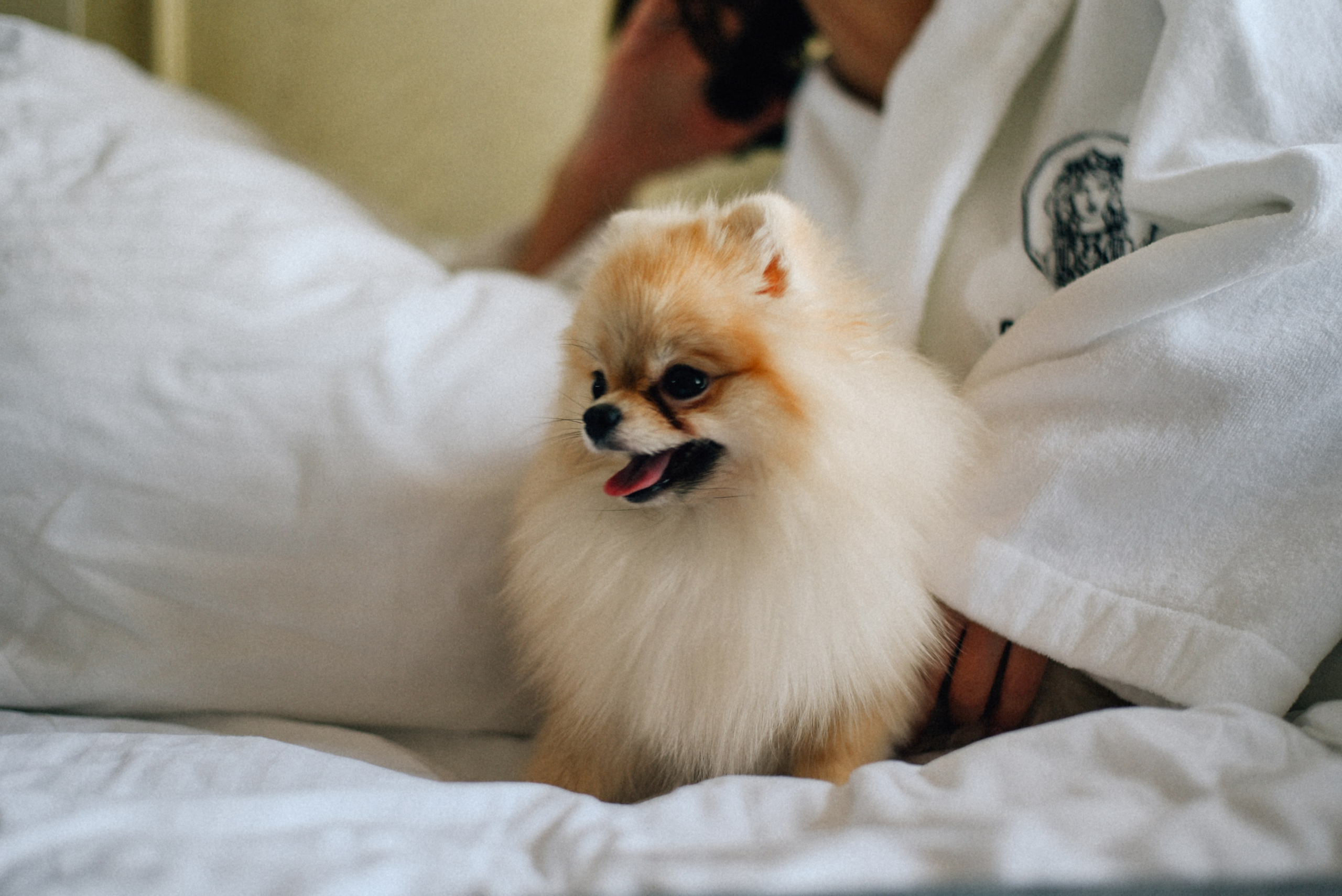 ARBAT HOUSE HOTEL. Фотограф Лола Волна, город Москва