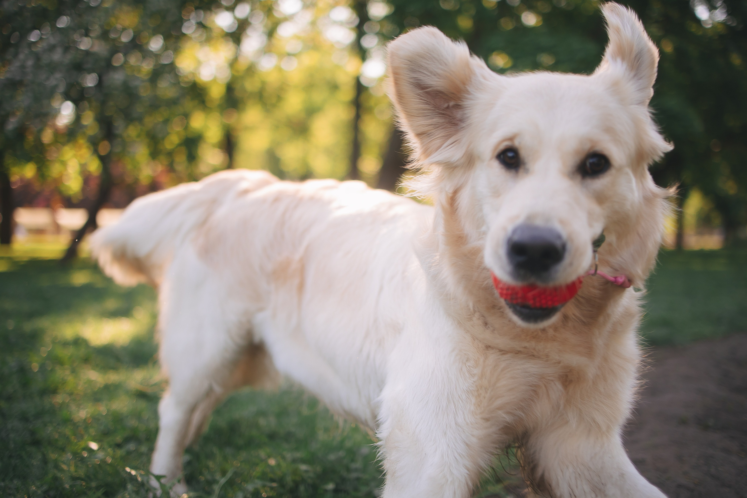 Золотистый ретривер Мона, Питер. Свадебный и женский фотограф