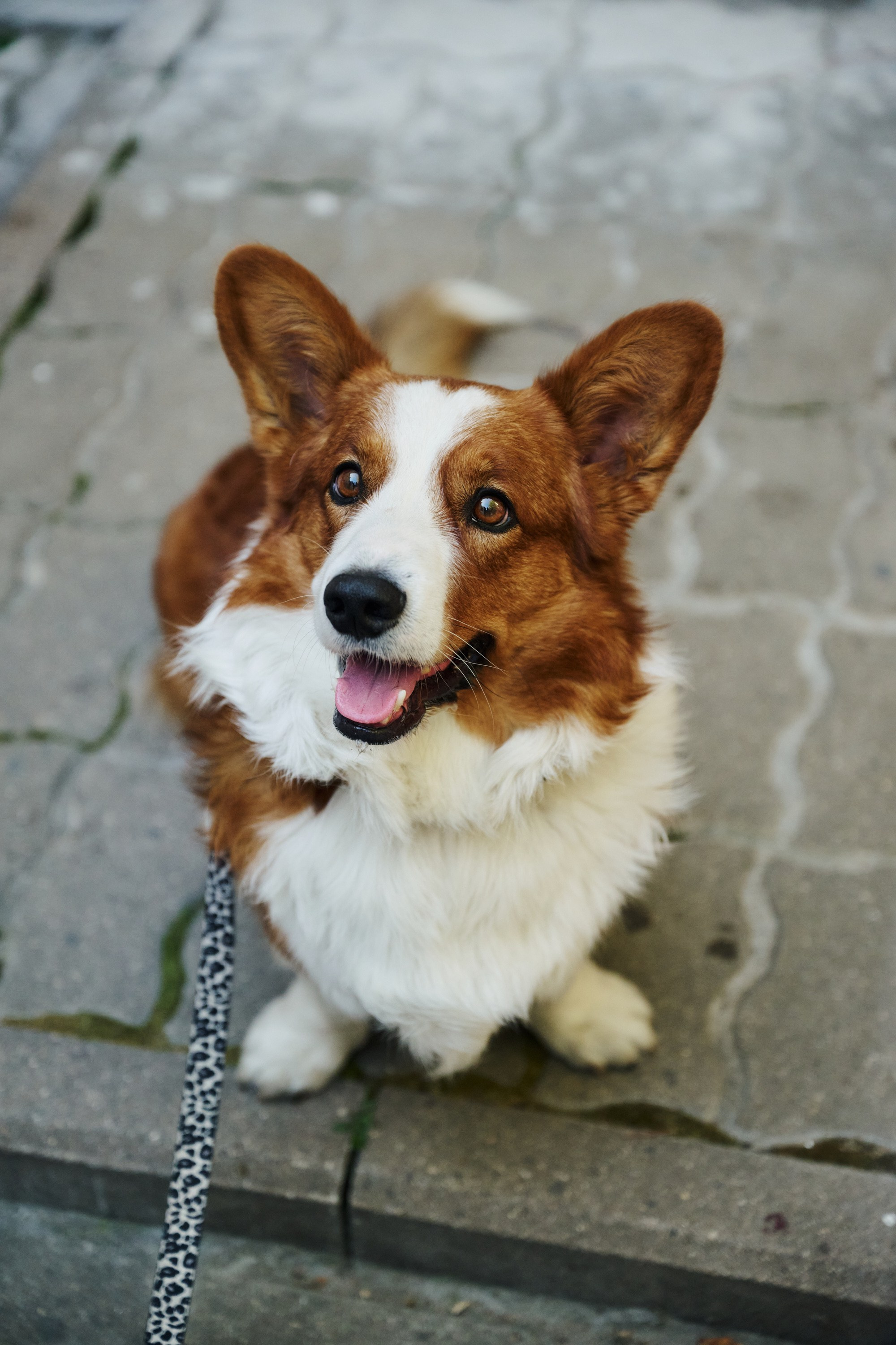 Кенгуру х Палаты. Фотограф Сергей Бойко Москва