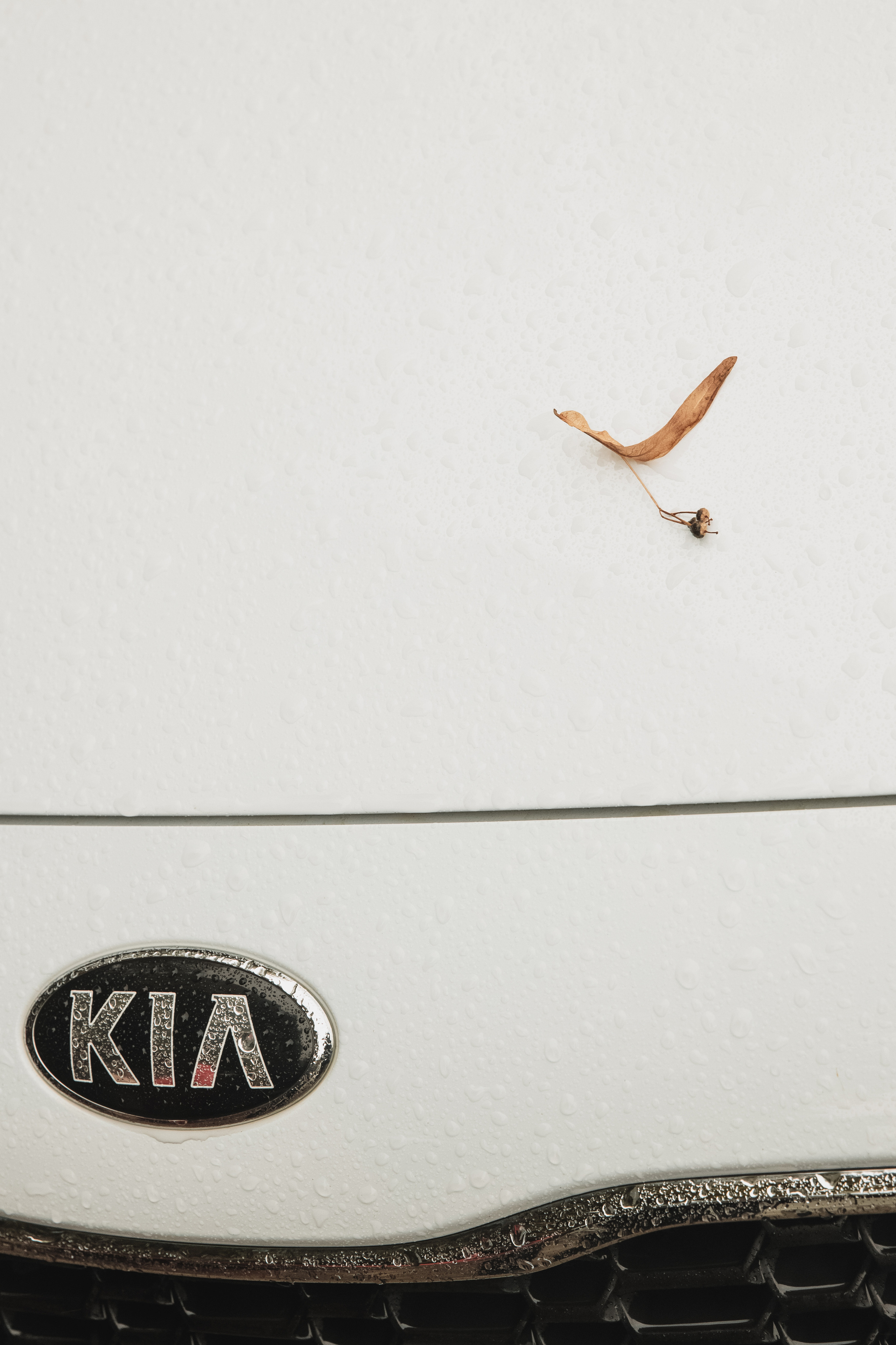 Свадьбы. Фотограф Самара Тольятти. Свадьбы, портреты, контент для бизнеса