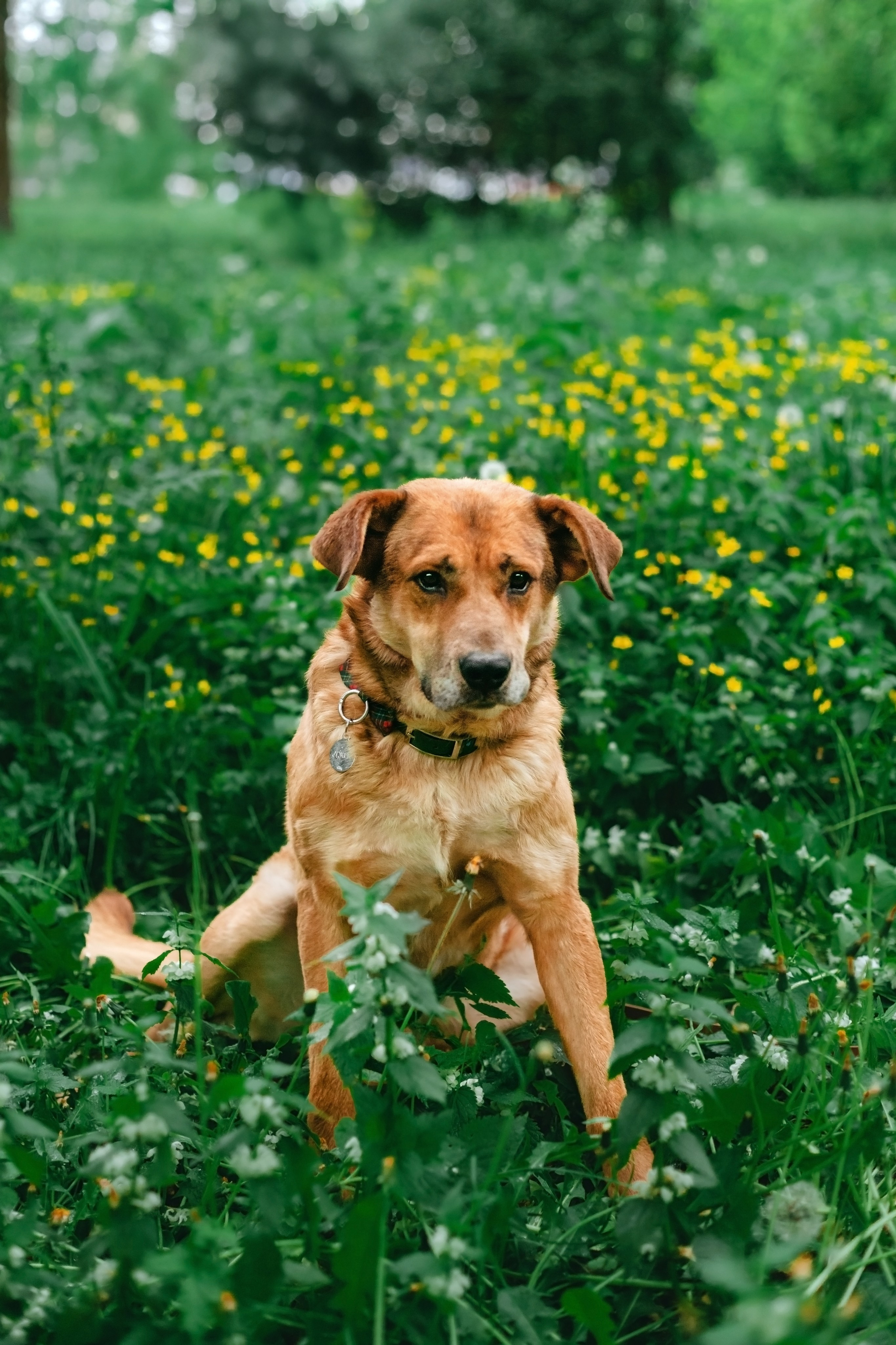 Собаки из приюта Дубовая роща лето 2025. Фотограф-анималист Татьяна Степанова