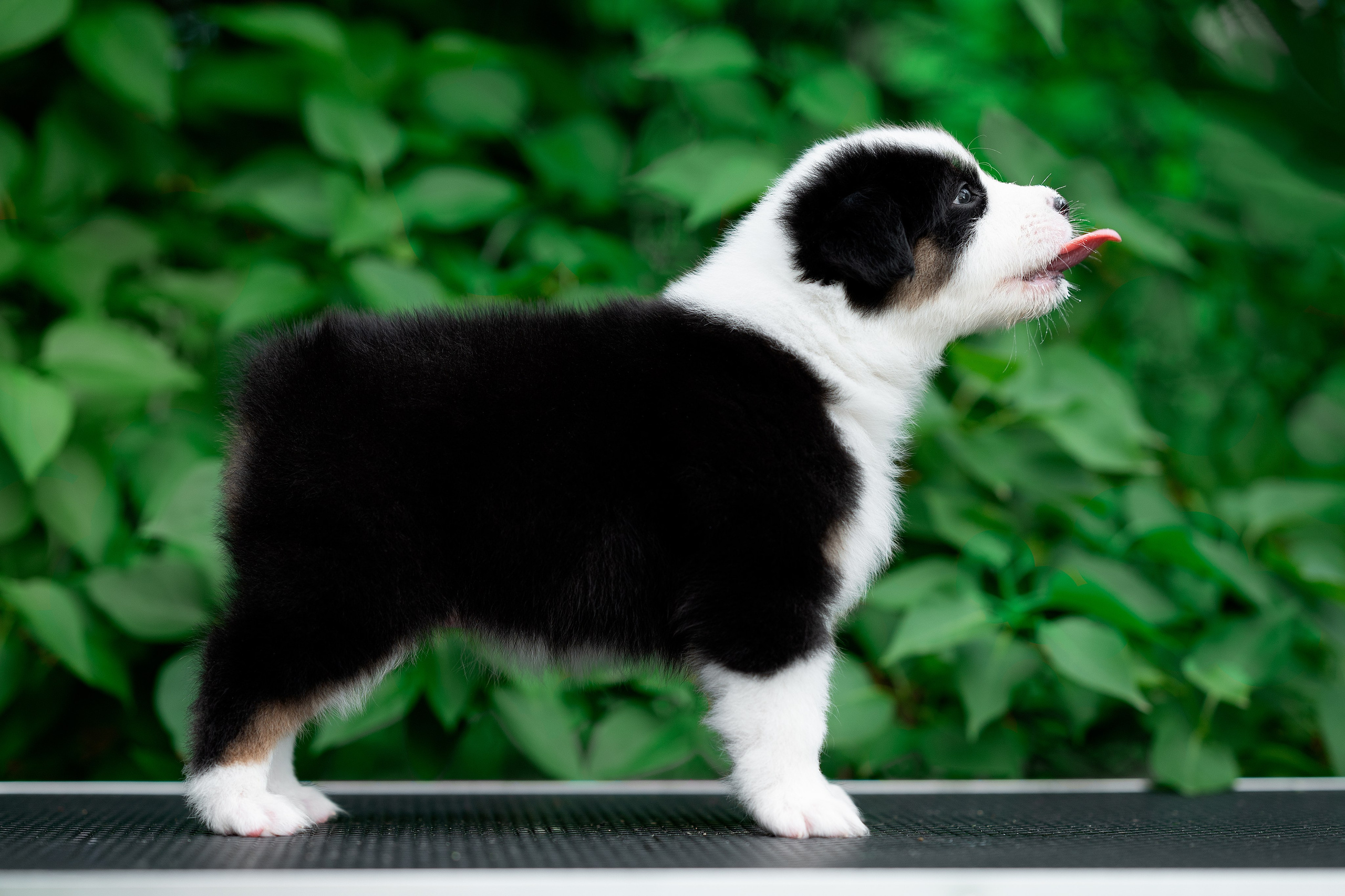 Заводчик Елизавета Степанова. Творческий фотограф Вологда