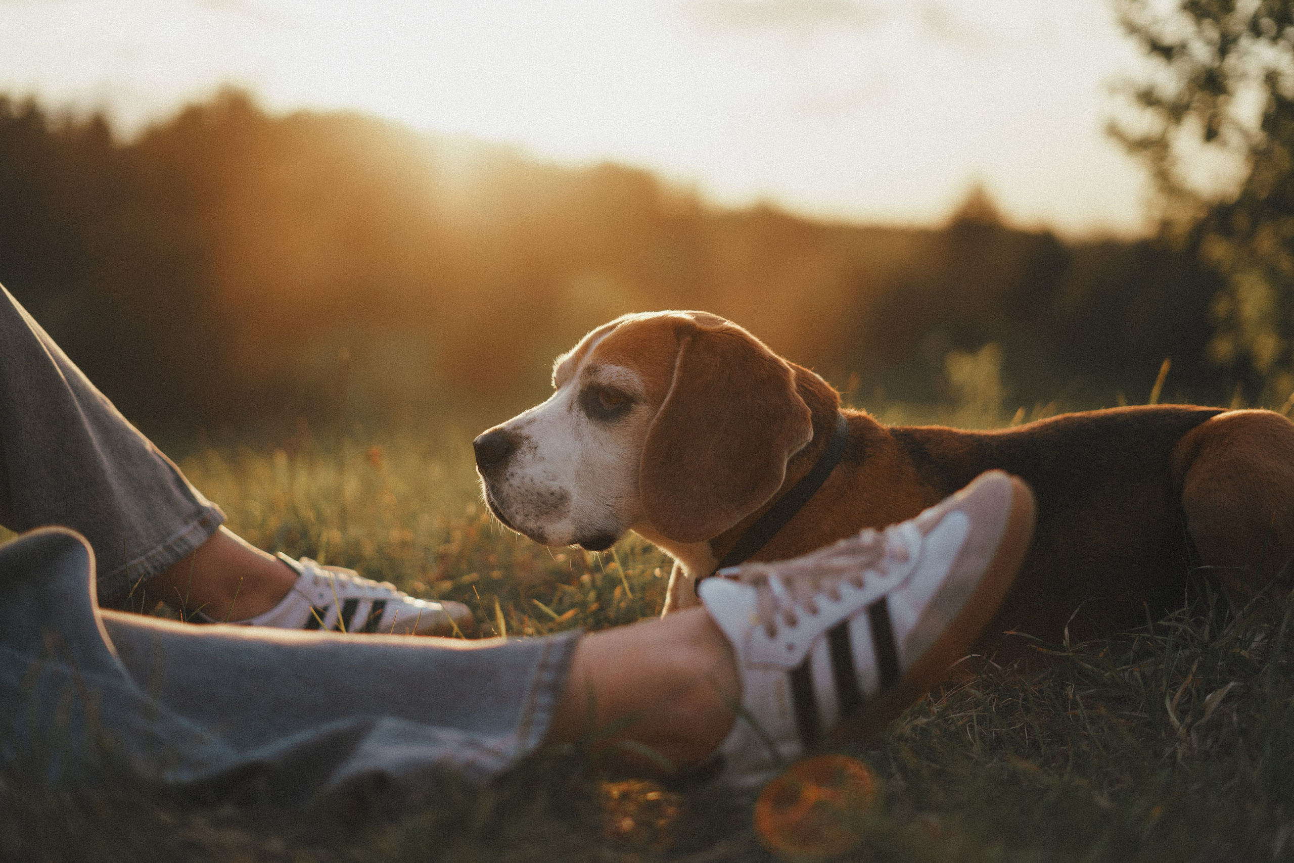 Юля и Зайфер. Фотограф анималист Осипчикова Мария