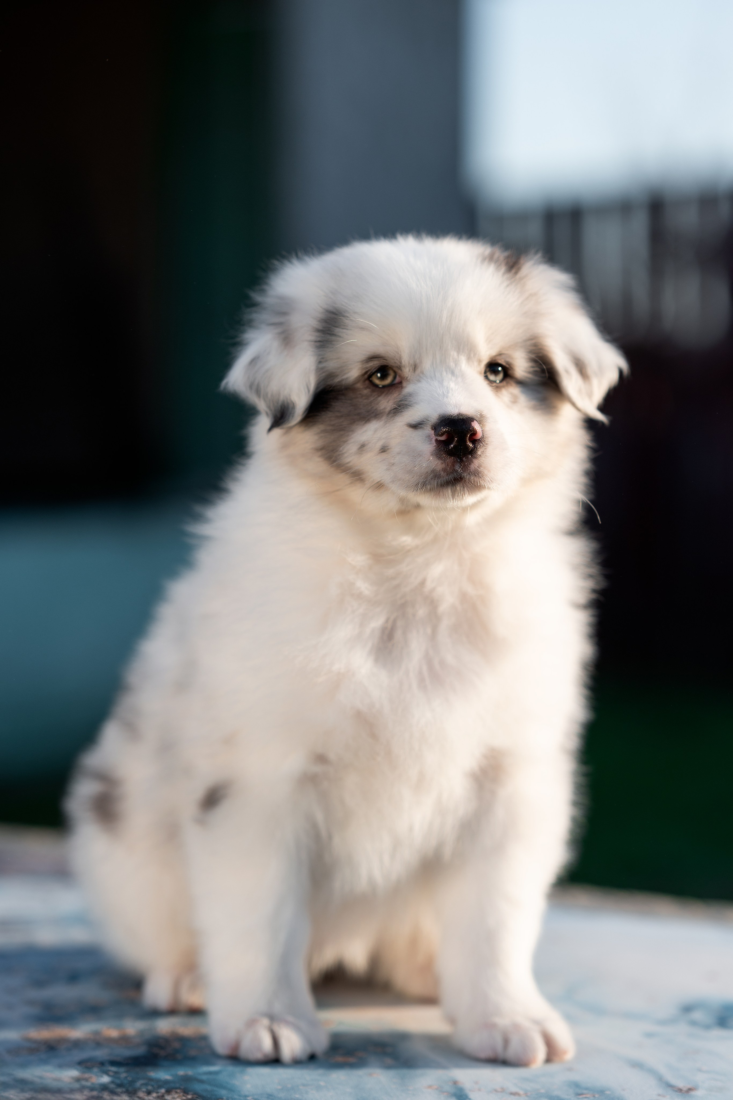Заводчик Влада Эльман. Творческий фотограф Вологда
