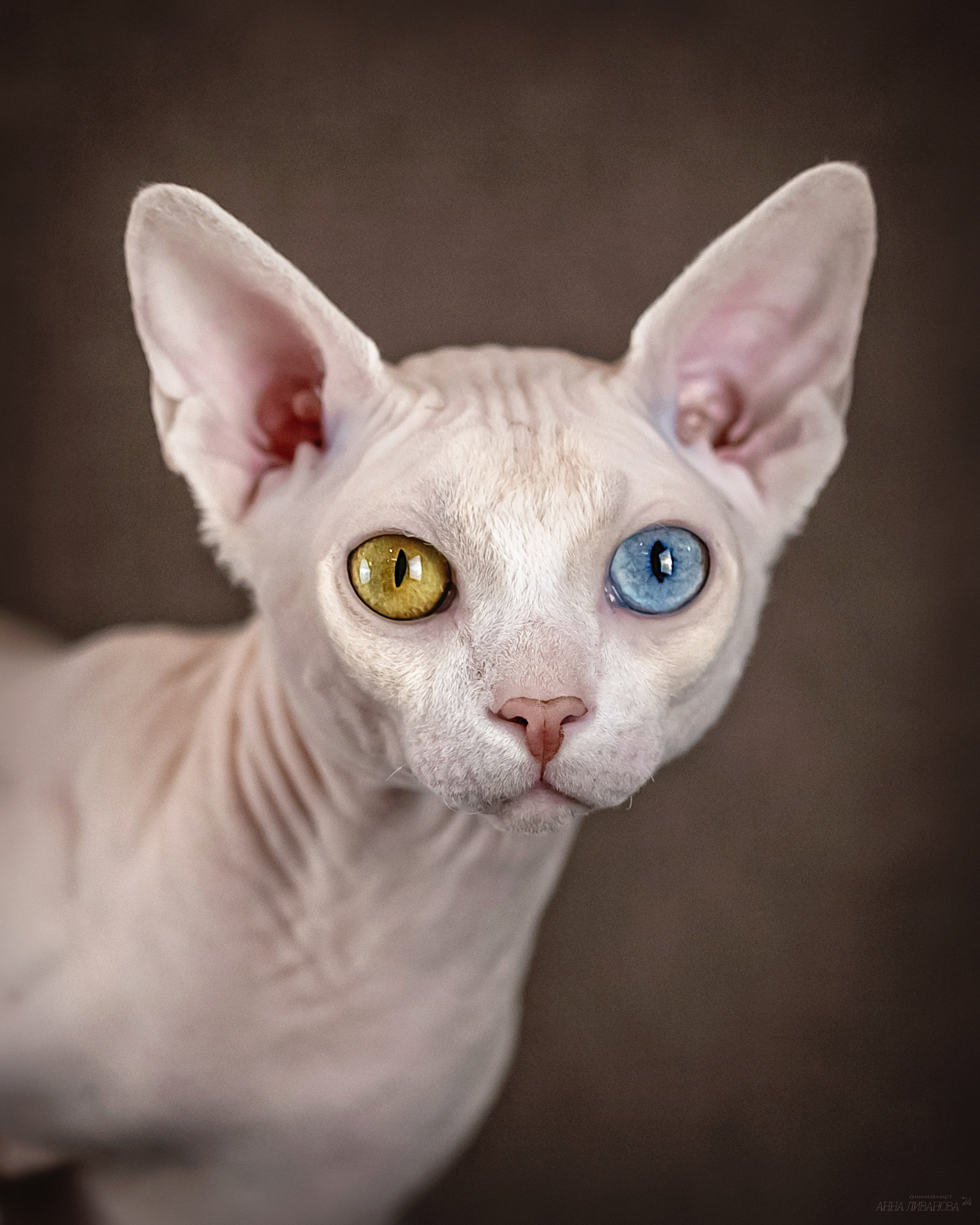 Сфинкс Арчи. Фотограф анималист Аня Ливанова | Рыбинск