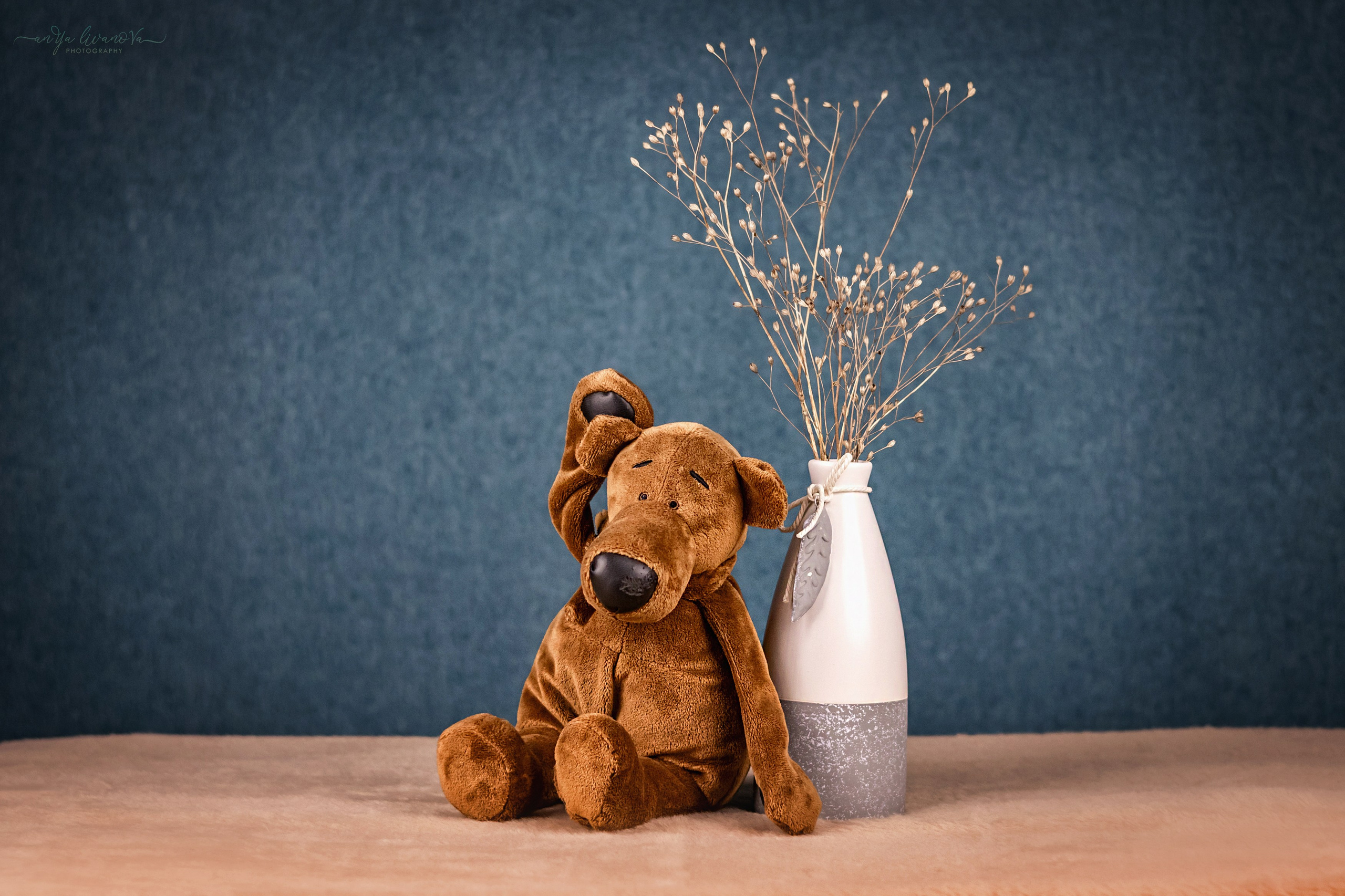 Бирюзовый фон. Фотограф анималист Аня Ливанова | Рыбинск