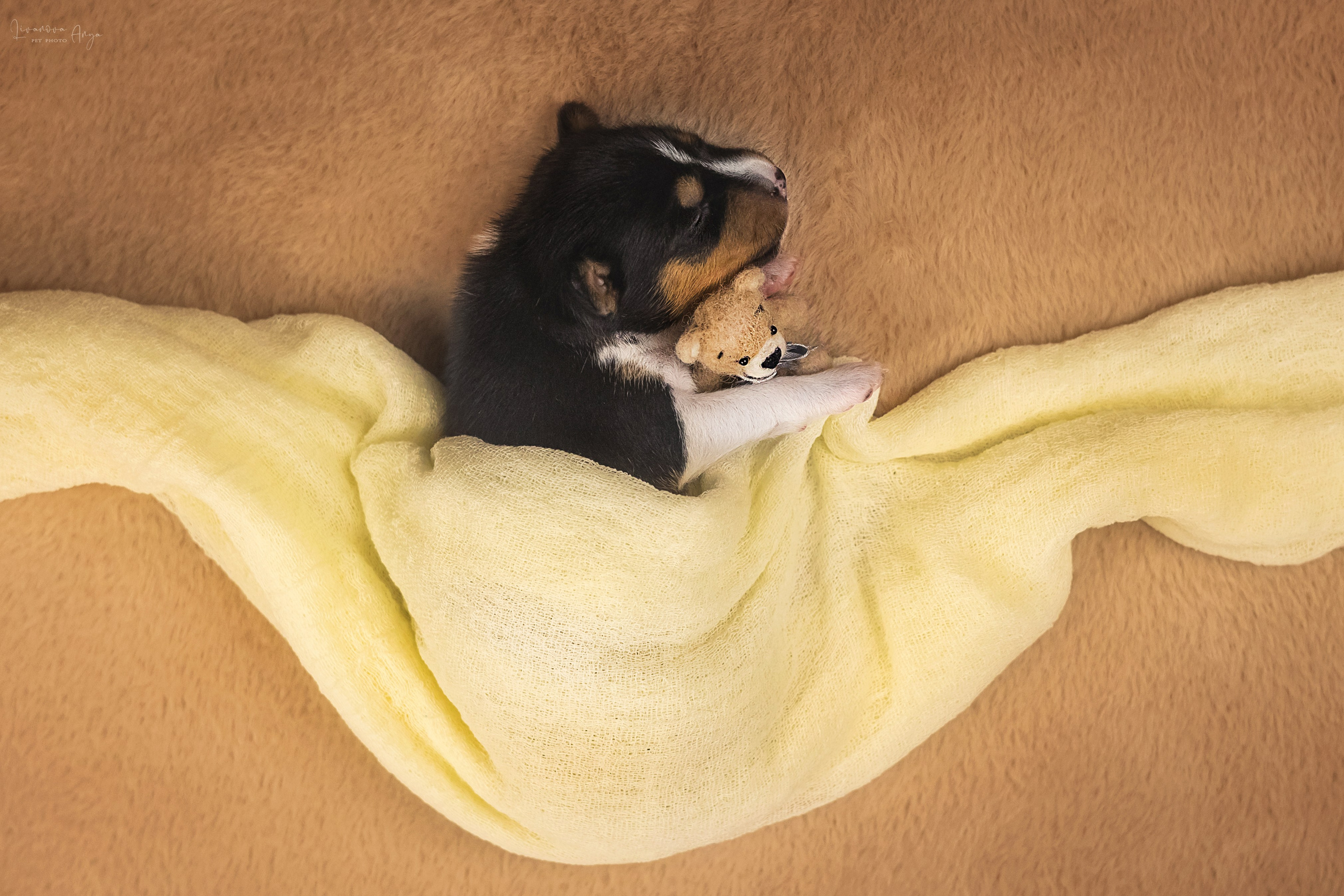 Басеньки. Фотограф анималист Аня Ливанова | Рыбинск