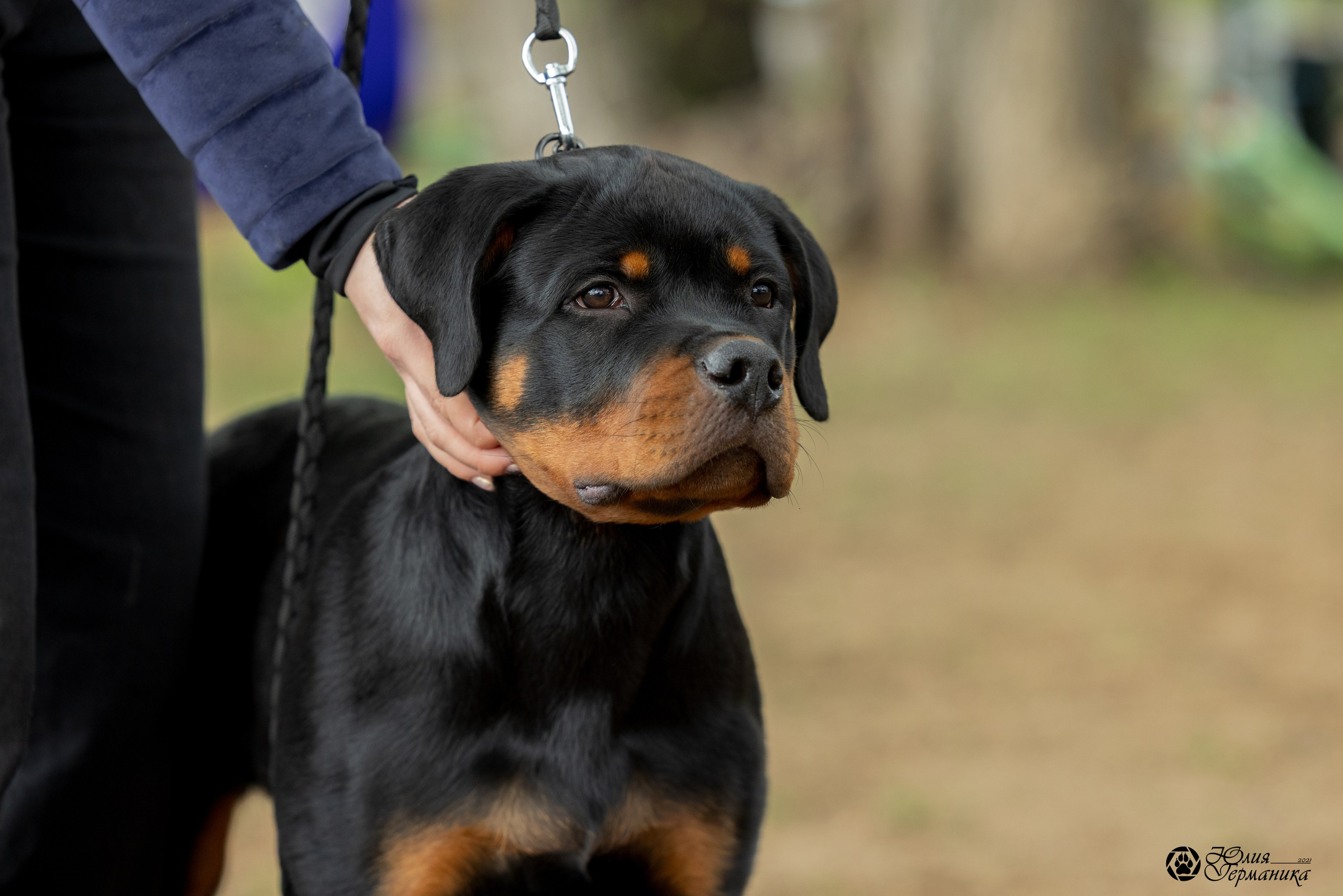 Саратов моно ротвейлеров 26-27.04.2025. Фотограф-анималист Юлия Германика