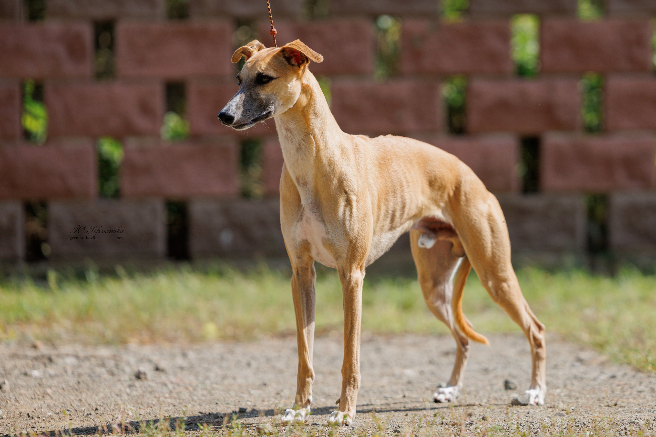 Астана 2хCACIB 17-18.08.2024. Фотограф-анималист Юлия Германика