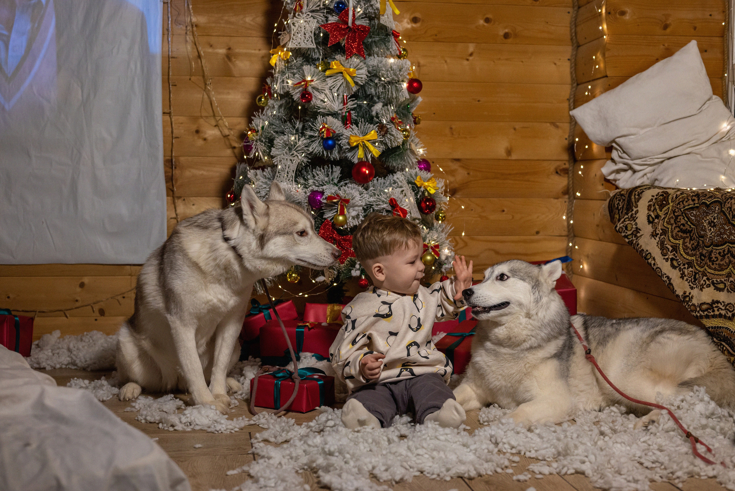 Фотопроект с хаски 2024 г. Фотограф в городе Салават