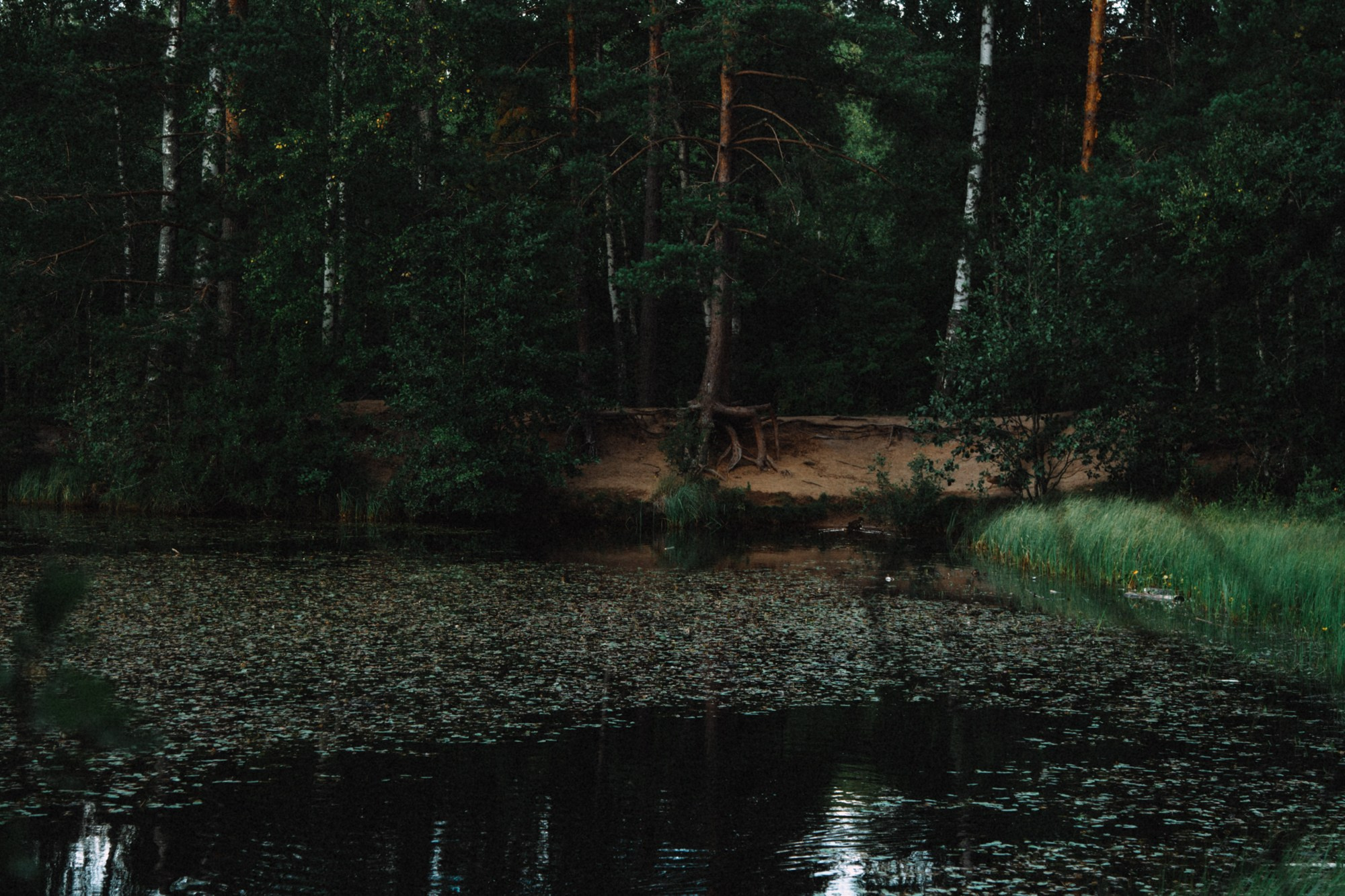 Природа. Андреева Полина l Портретный фотограф в Москве