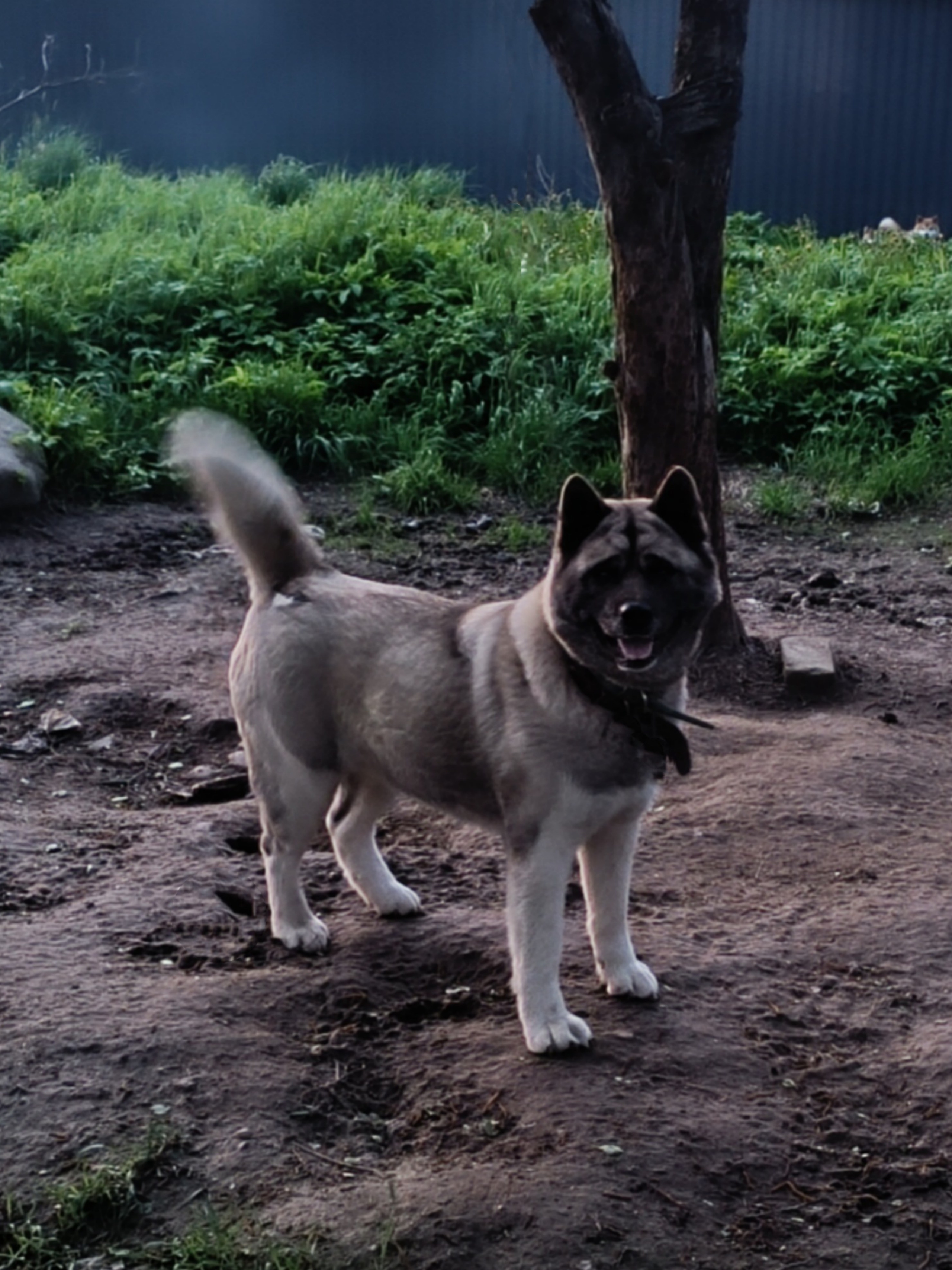 Герда. Американская акита I Сиба ину I Питомник RUBYLIGHT