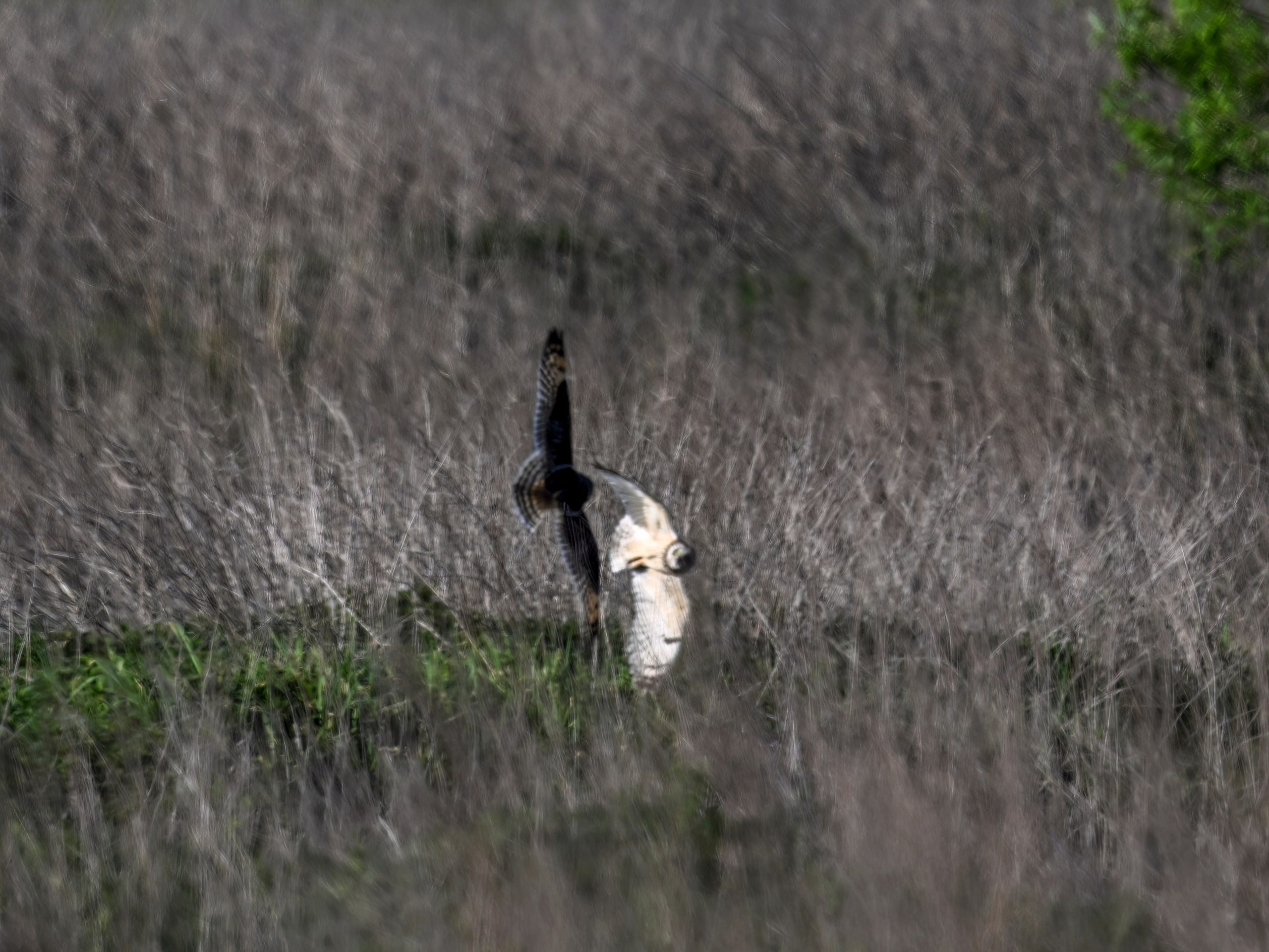 Драки лысух и лунь. Wildlife photography by Sergey Puponin