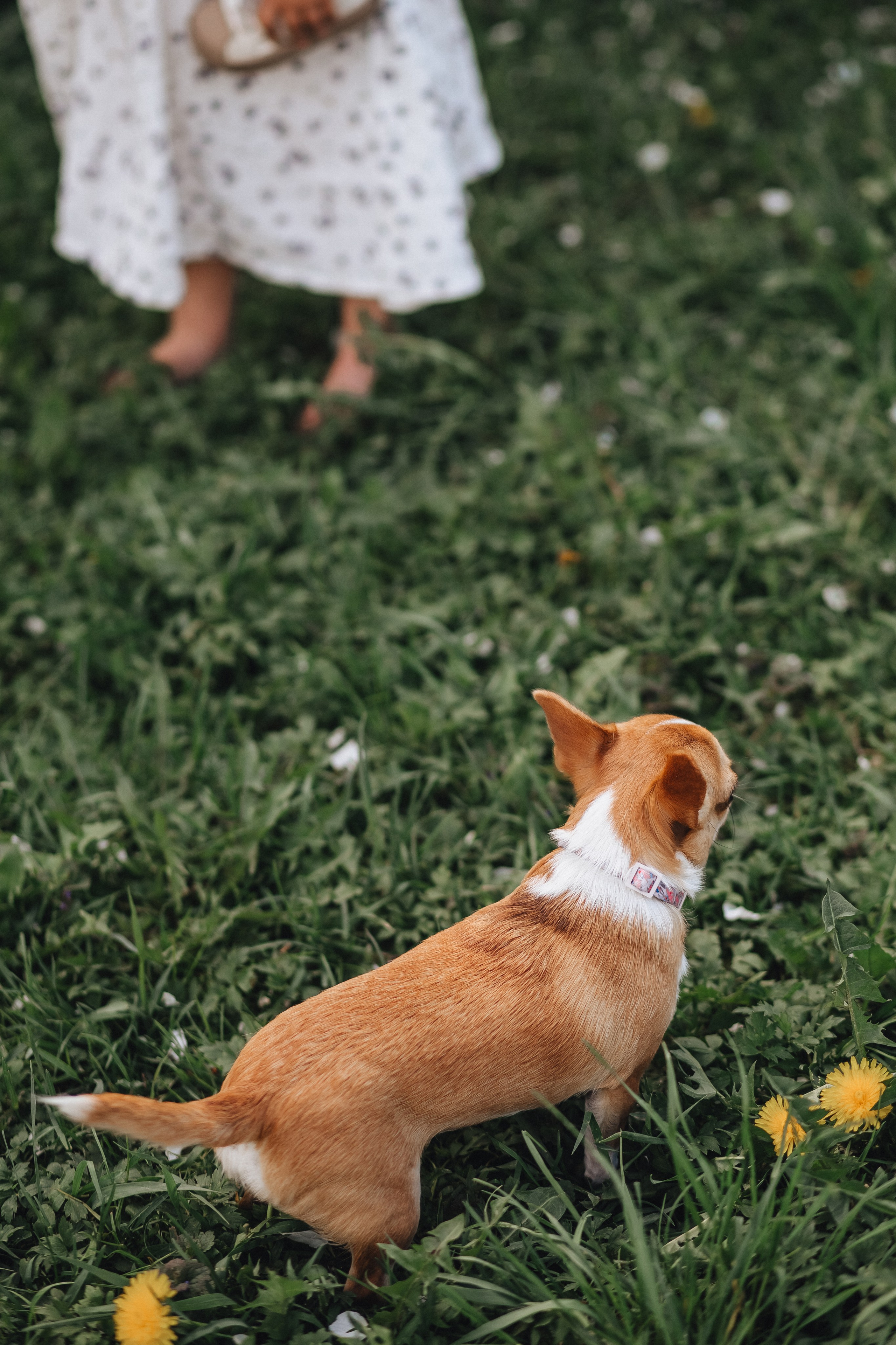 Лиза и Эми. NatalieDmi — фотосессия беременности, семейный фотограф, портрет