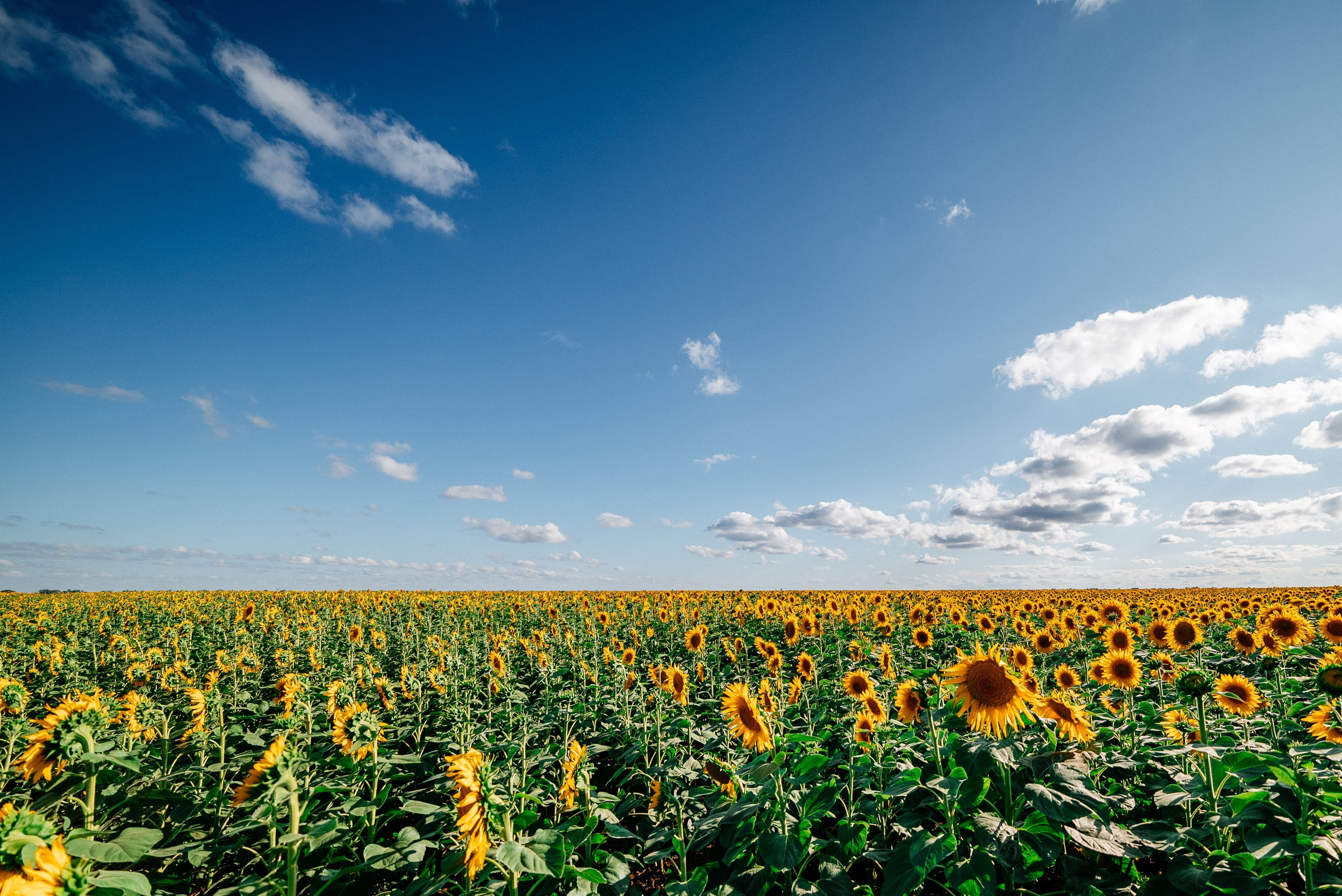 Подсолнухи, подсолнуховое поле, поле