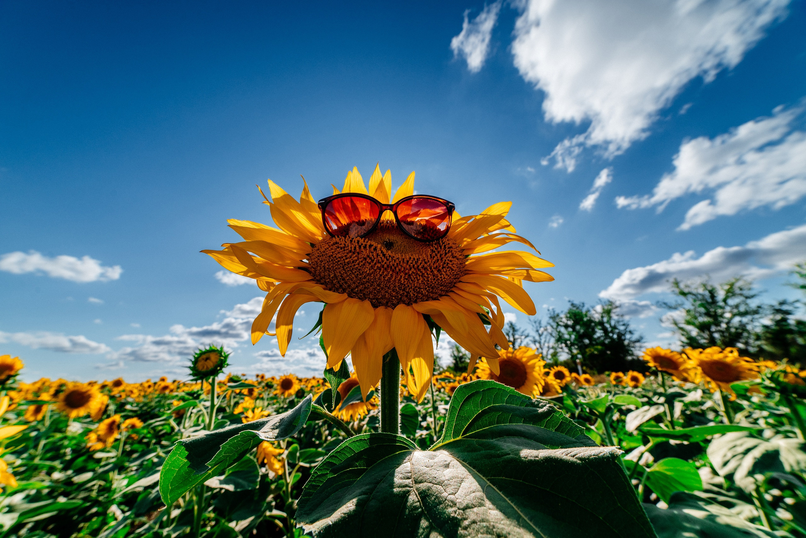 Подсолнух, очки, подсолнух в очках, подсолнуховое поле