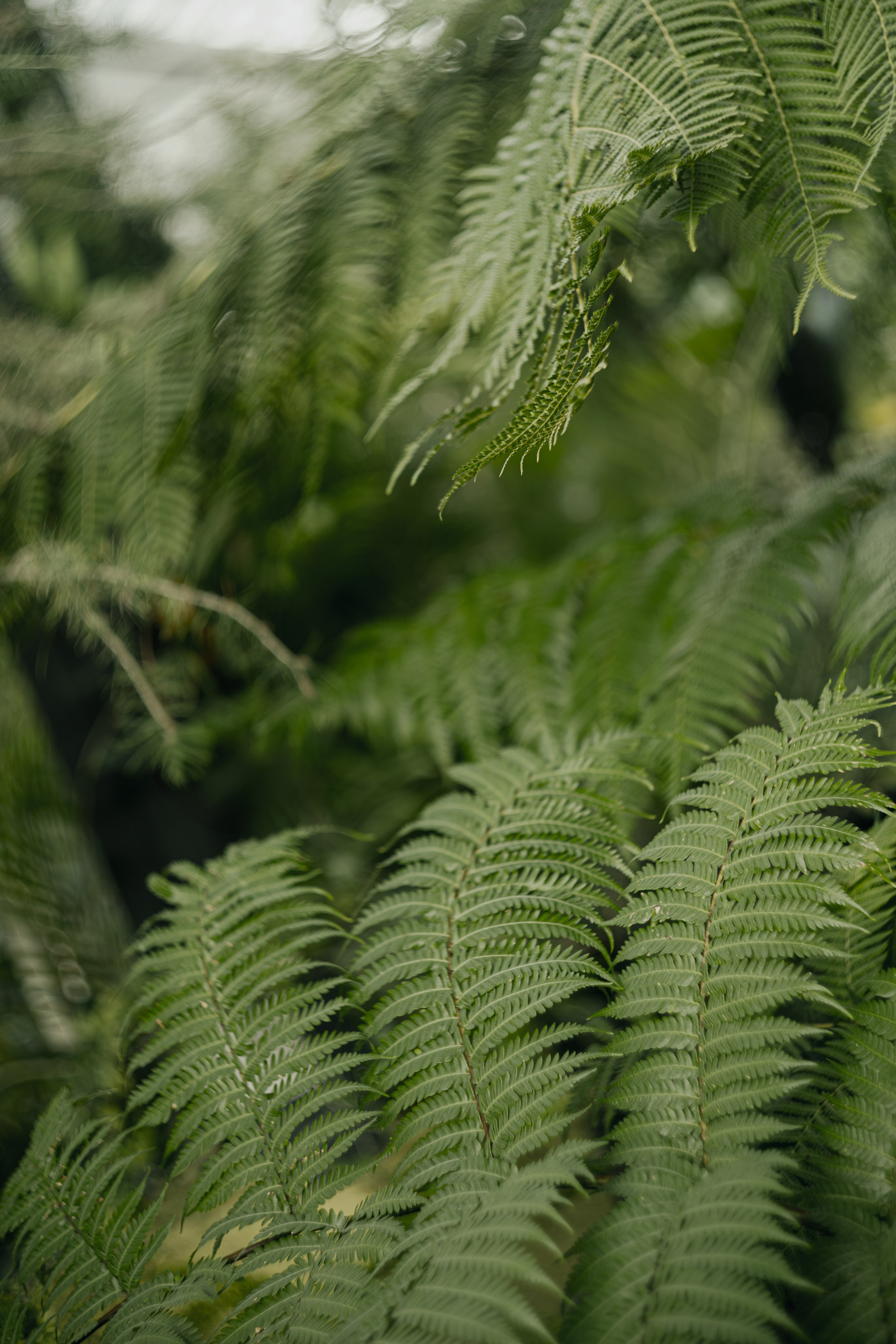 Свадьба Лены и Миши. Свадебный и семейный фотограф Женя Добрянская в Нижнем Новгороде