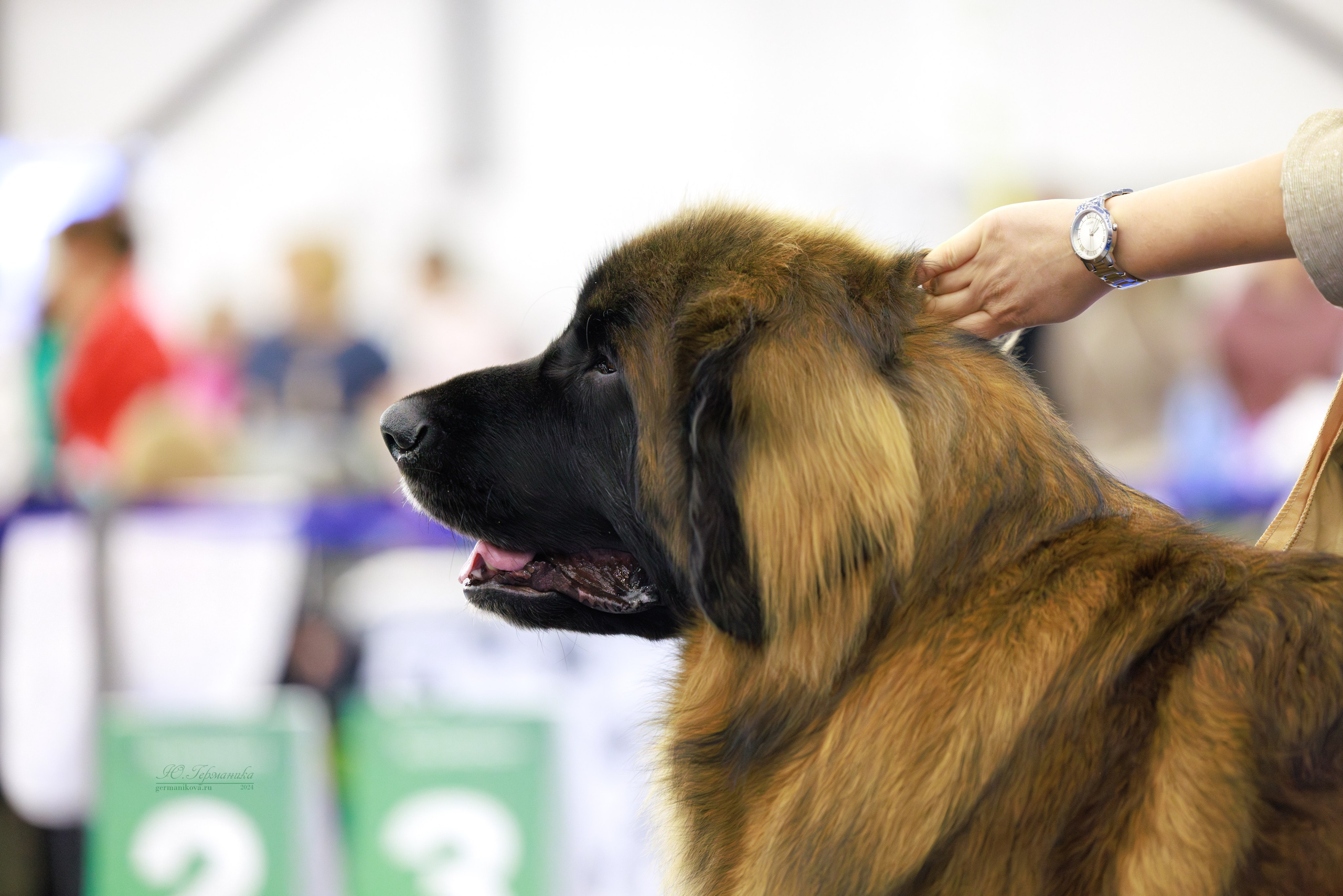 Санкт-Петербург 14.12.2024 ОС. Фотограф-анималист Юлия Германика