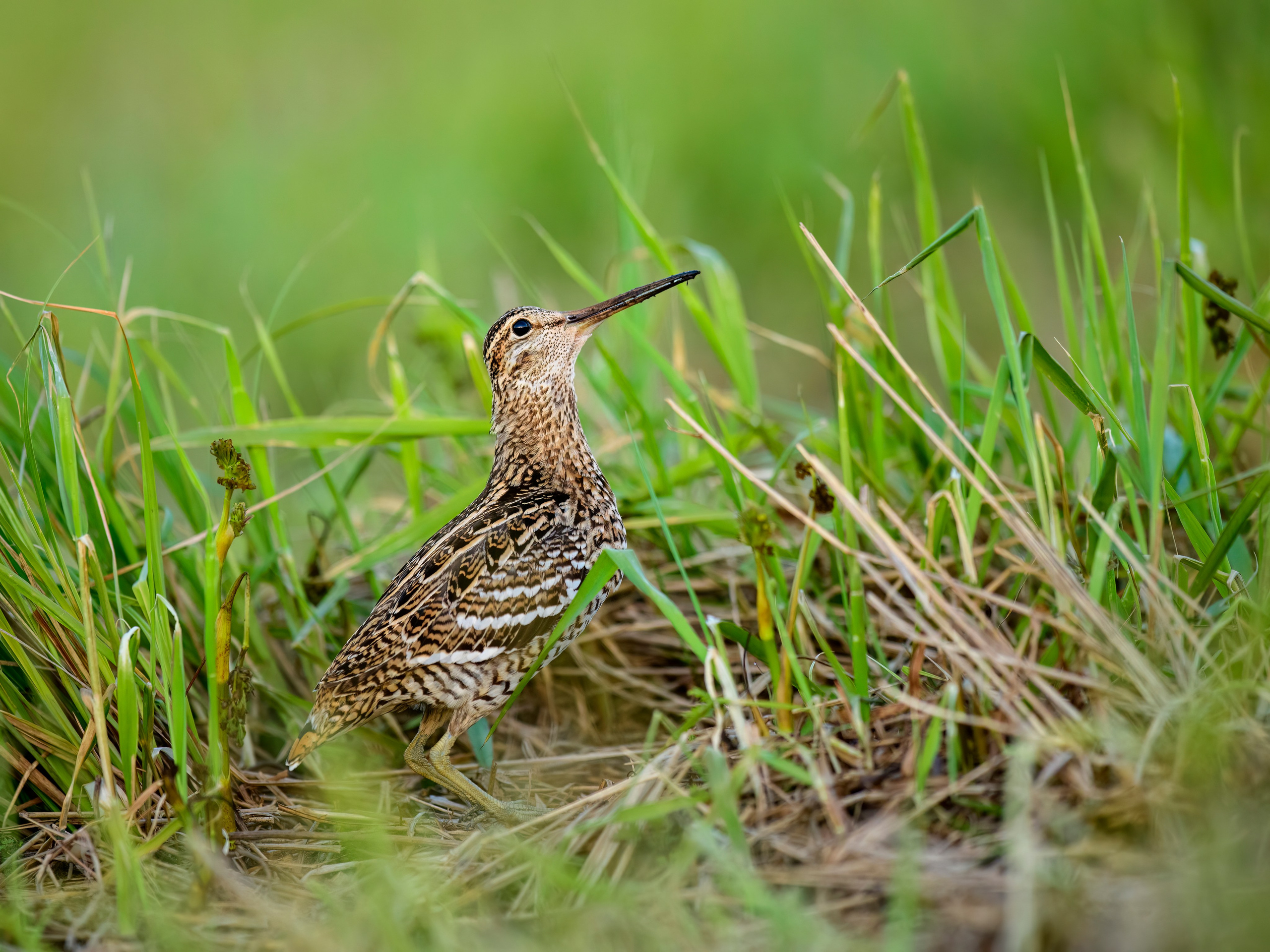 На дупелином току. Фотограф Сергей Пупонин