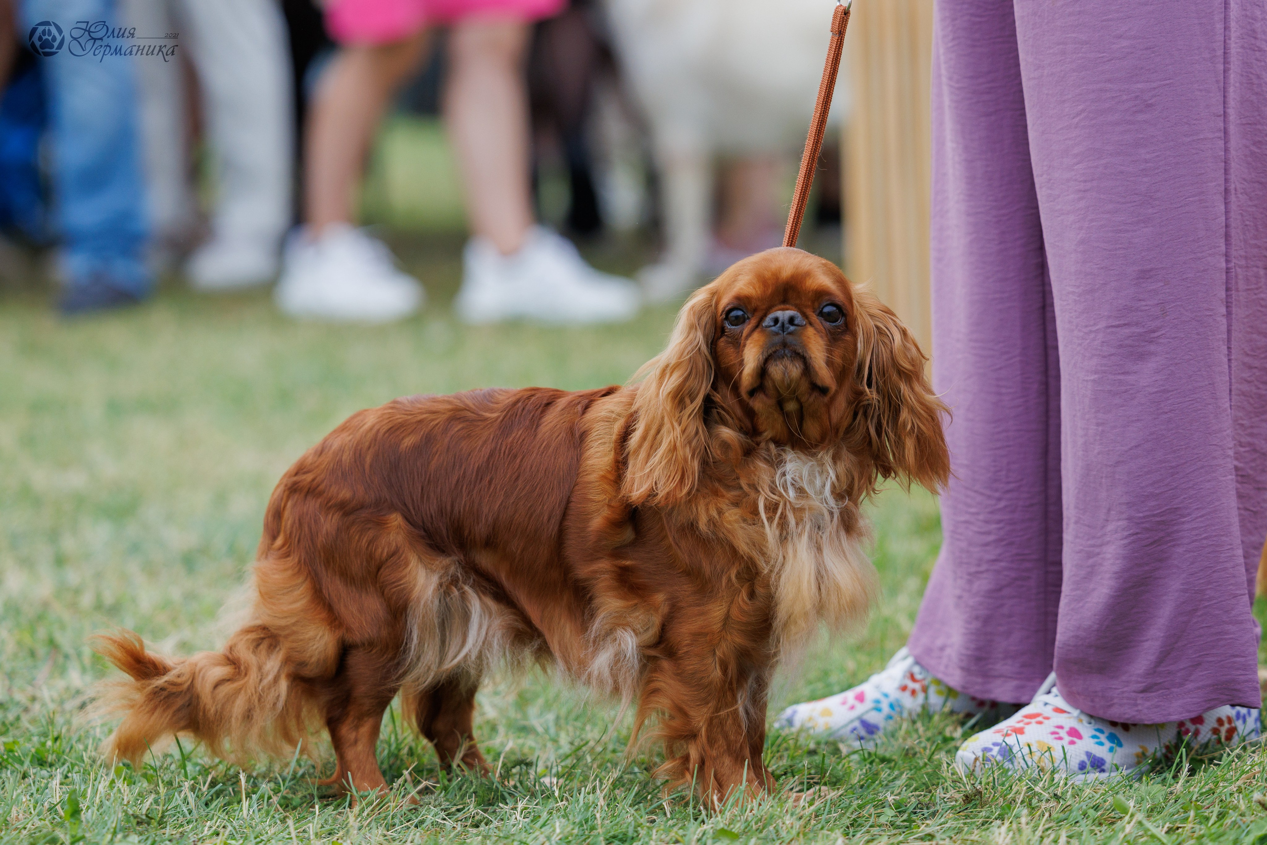 Армения,Ереван 3хCACIB 15-17.10.2024. Фотограф-анималист Юлия Германика