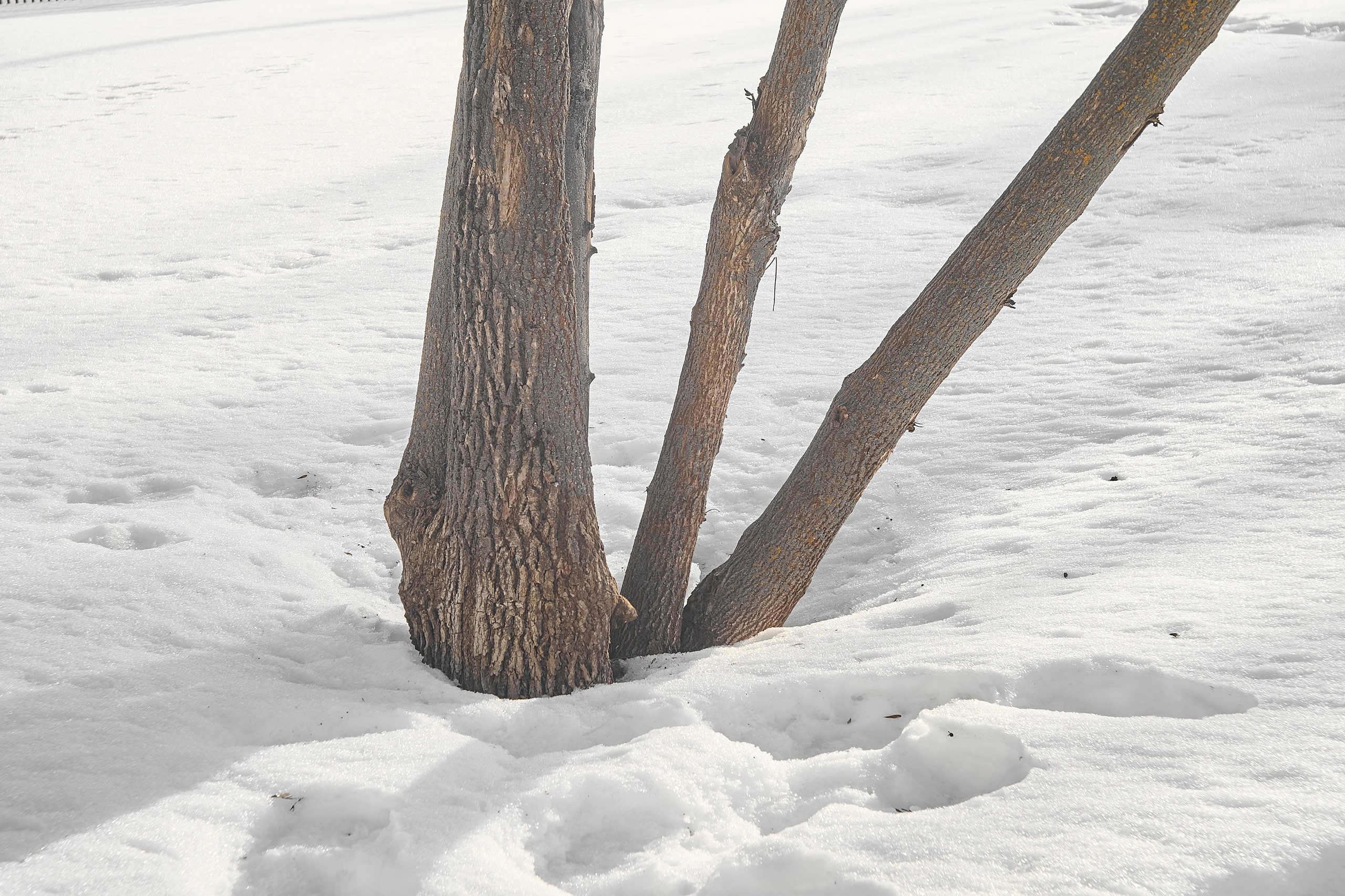 Формы Дерева 22г -…. Фотограф и оператор мероприятий, концертов и портретов в городе Москва