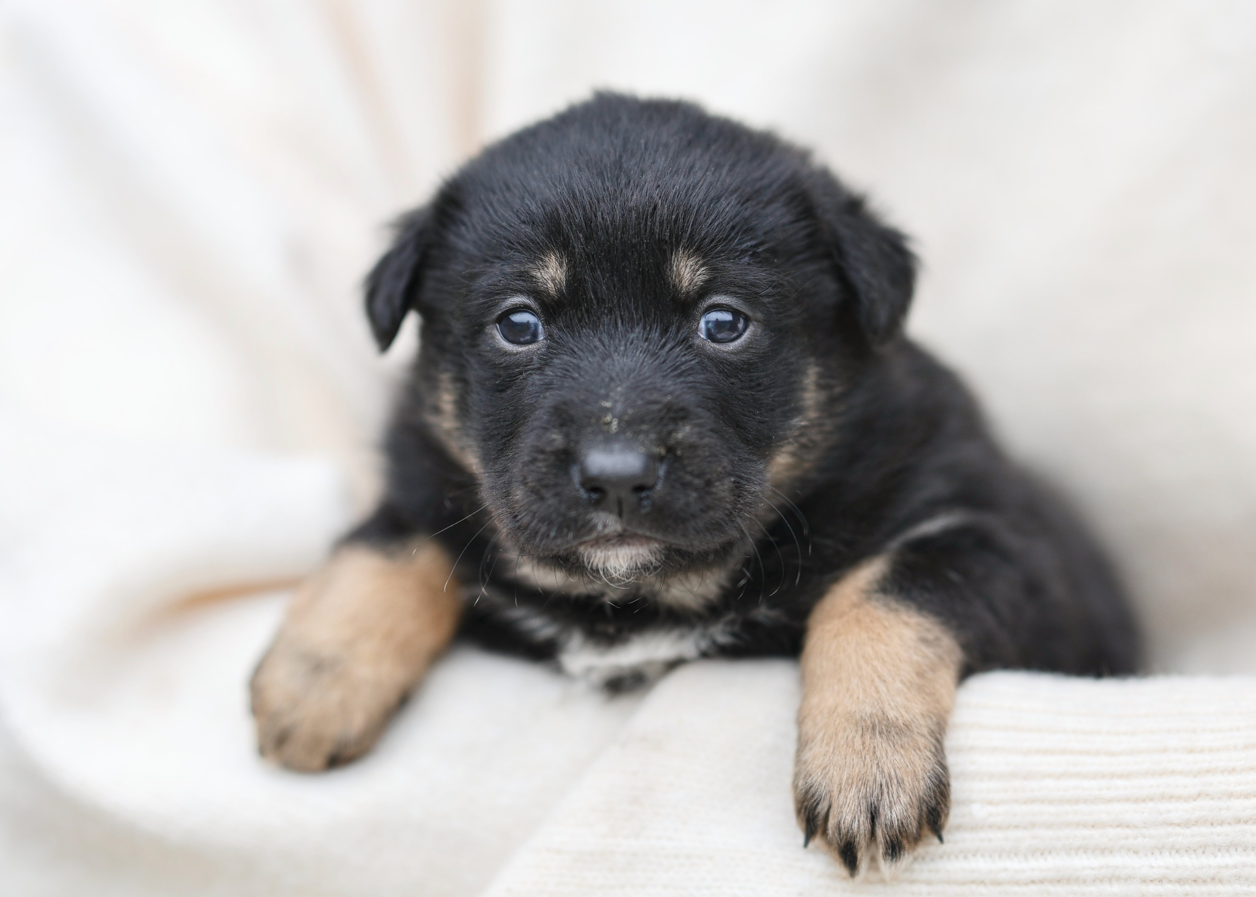Щенки. Фотограф Максим Татаринов