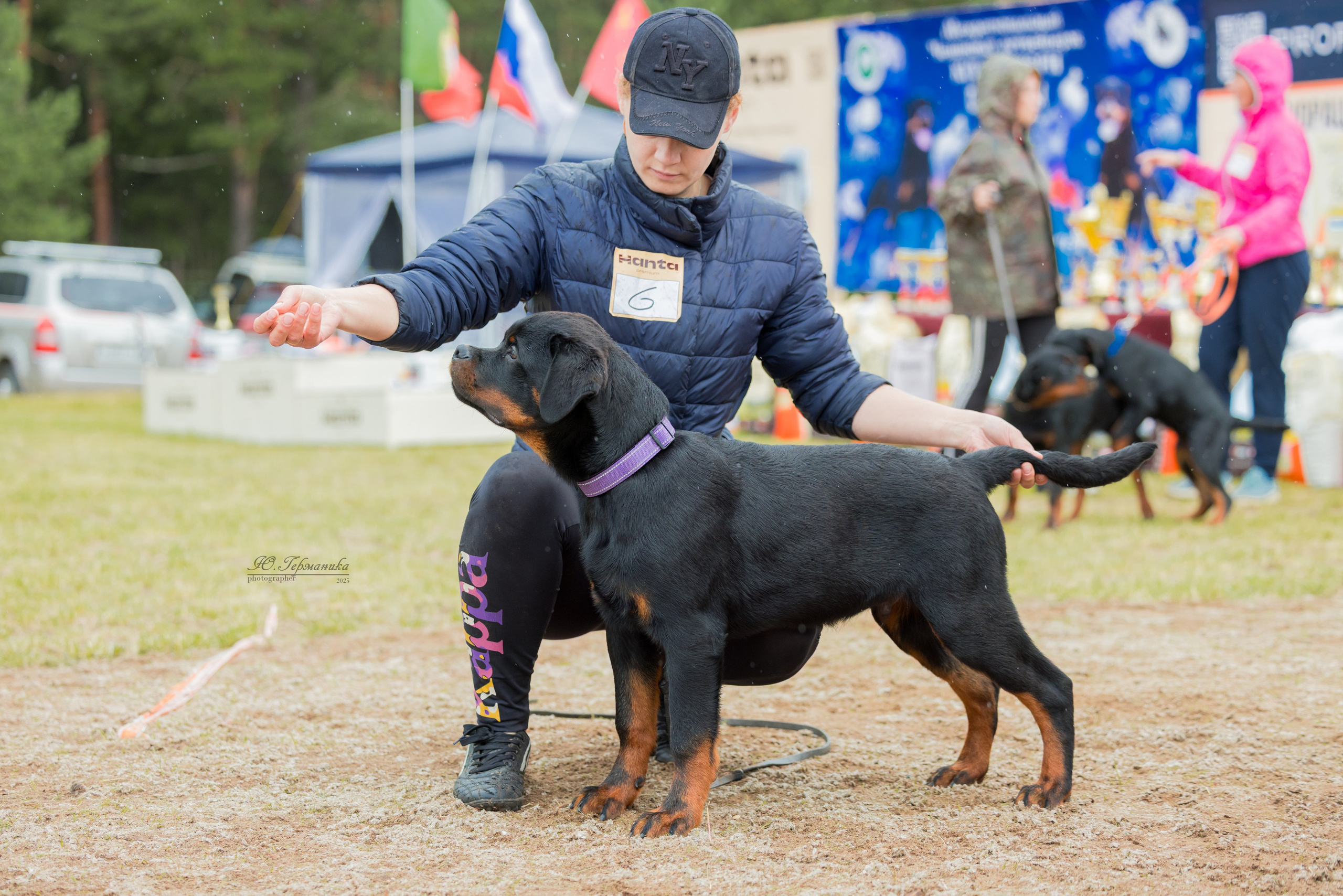 Тверь ротвейлеры 5-6.07.2025. Фотограф-анималист Юлия Германика