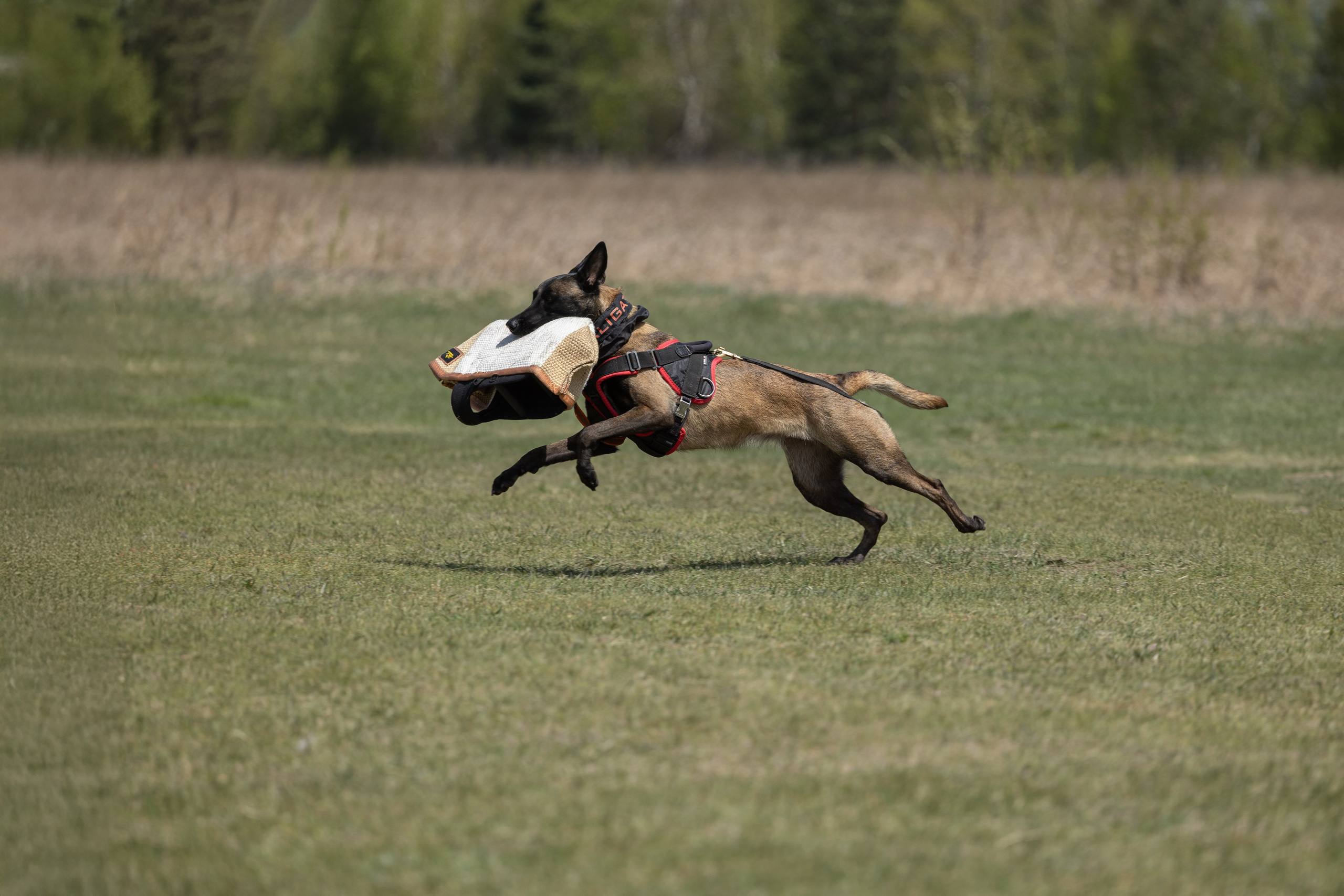 Тренинг по защите с Юрием Бояркиным г. Иркутск. Фотограф-анималист|Иркутск