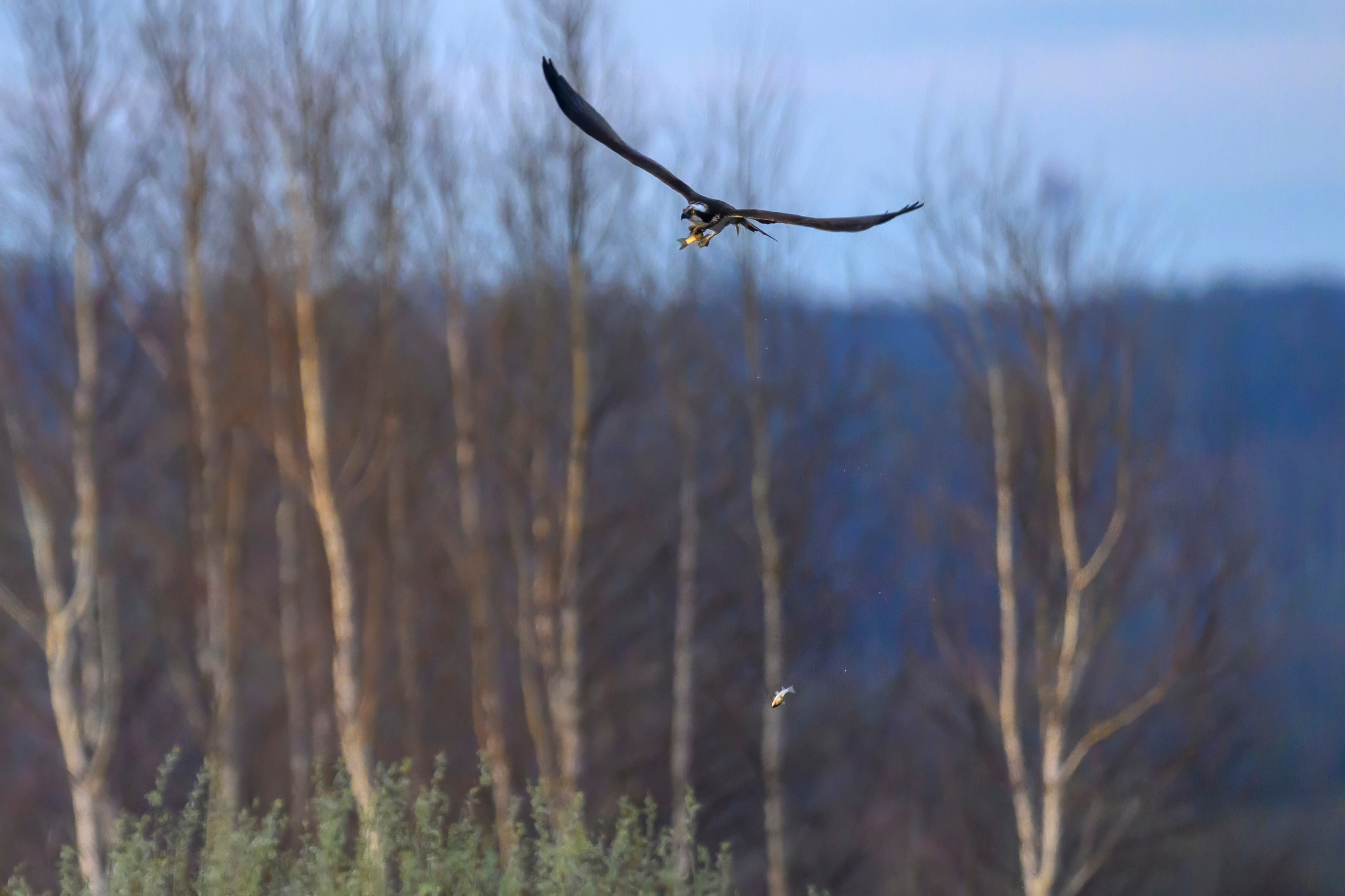 Дуплет скопы. Wildlife photography by Sergey Puponin