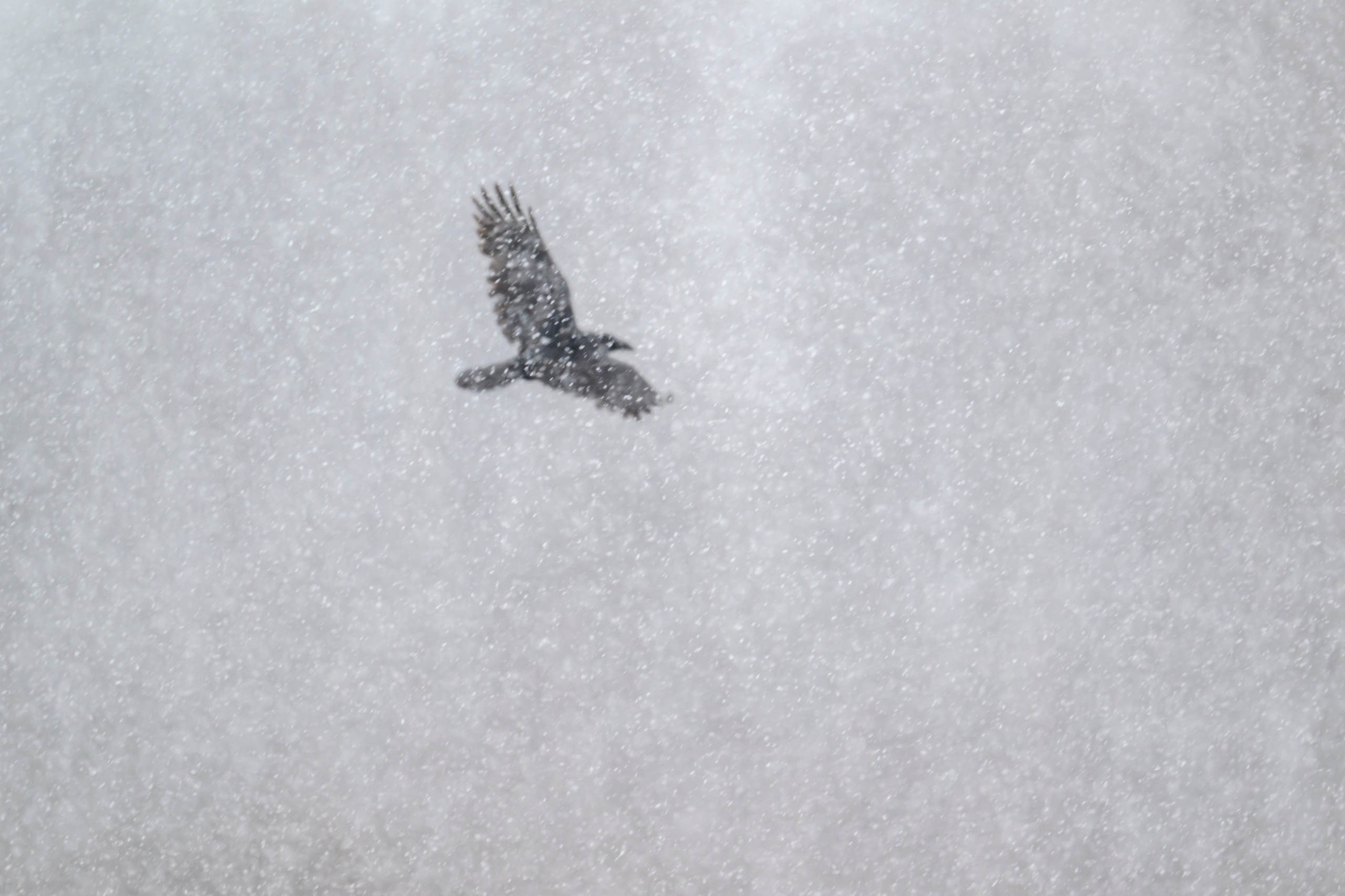 Метель. Фотограф Сергей Пупонин