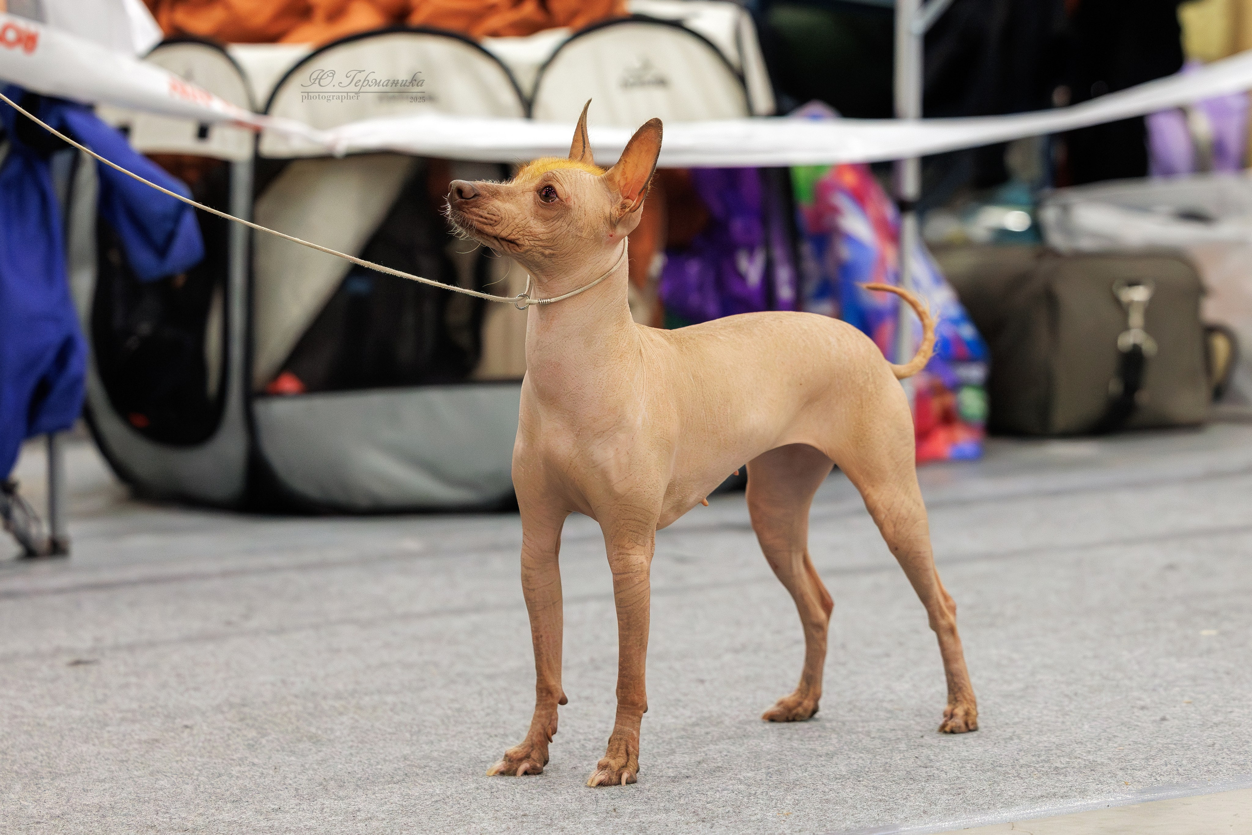 Питер 12-13.12.2025. Фотограф-анималист Юлия Германика