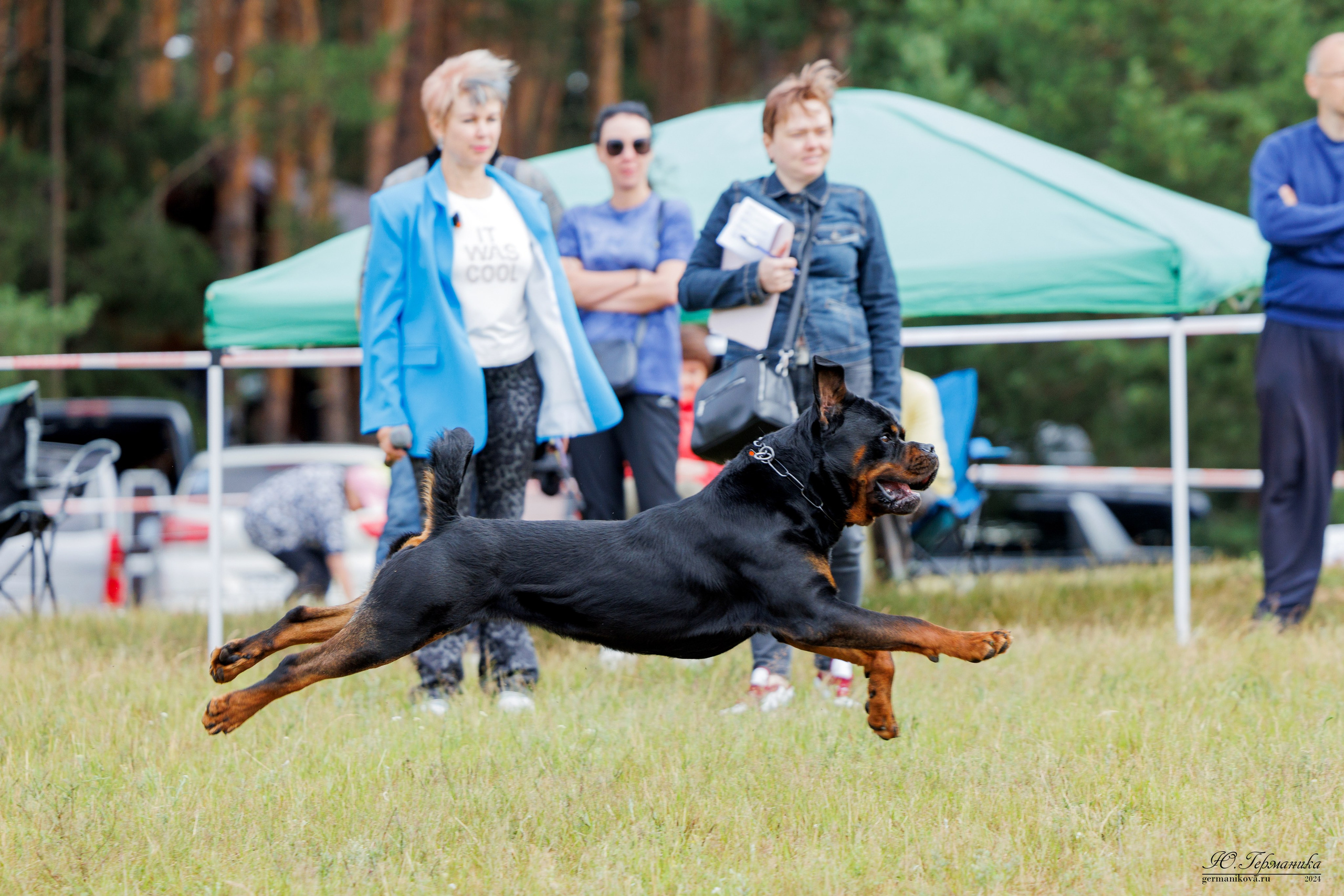 ПК и КЧК ротвейлеры Тверь 6-7.07.2024. Фотограф-анималист Юлия Германика