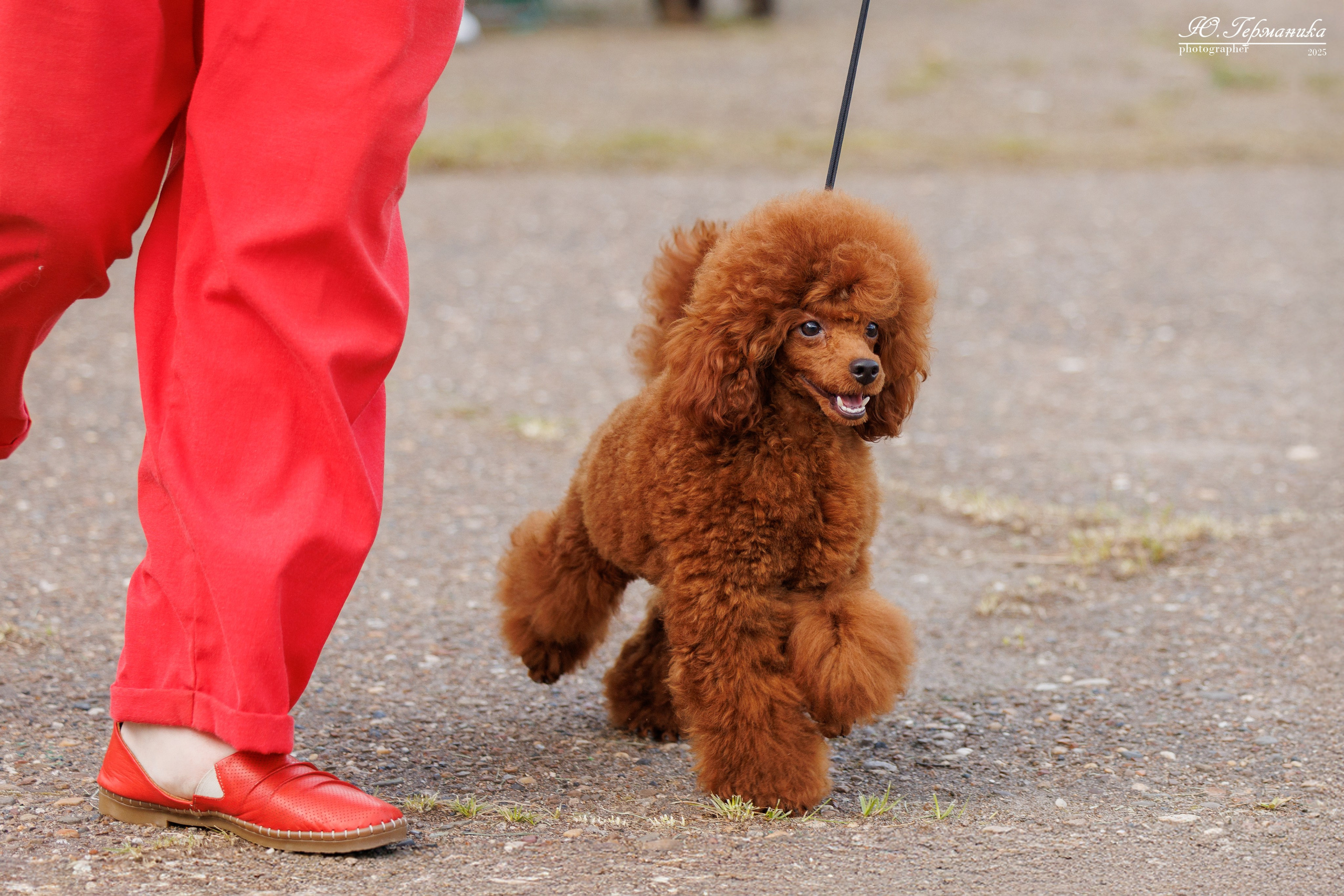 Тверь 10.08.2025. Фотограф-анималист Юлия Германика